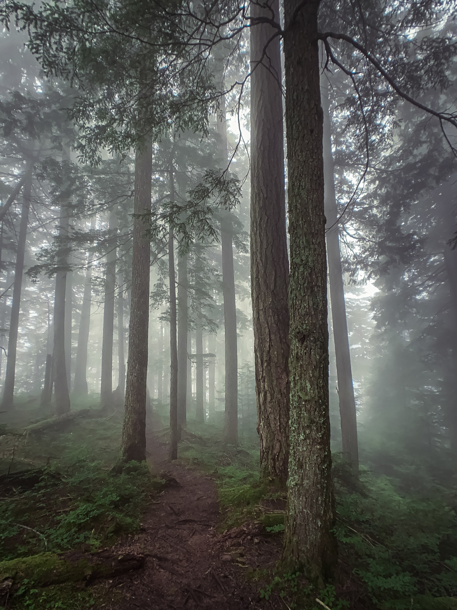 Fog in the Forest