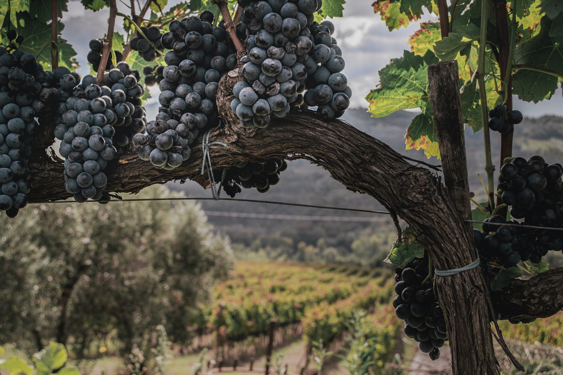 Italian Winery