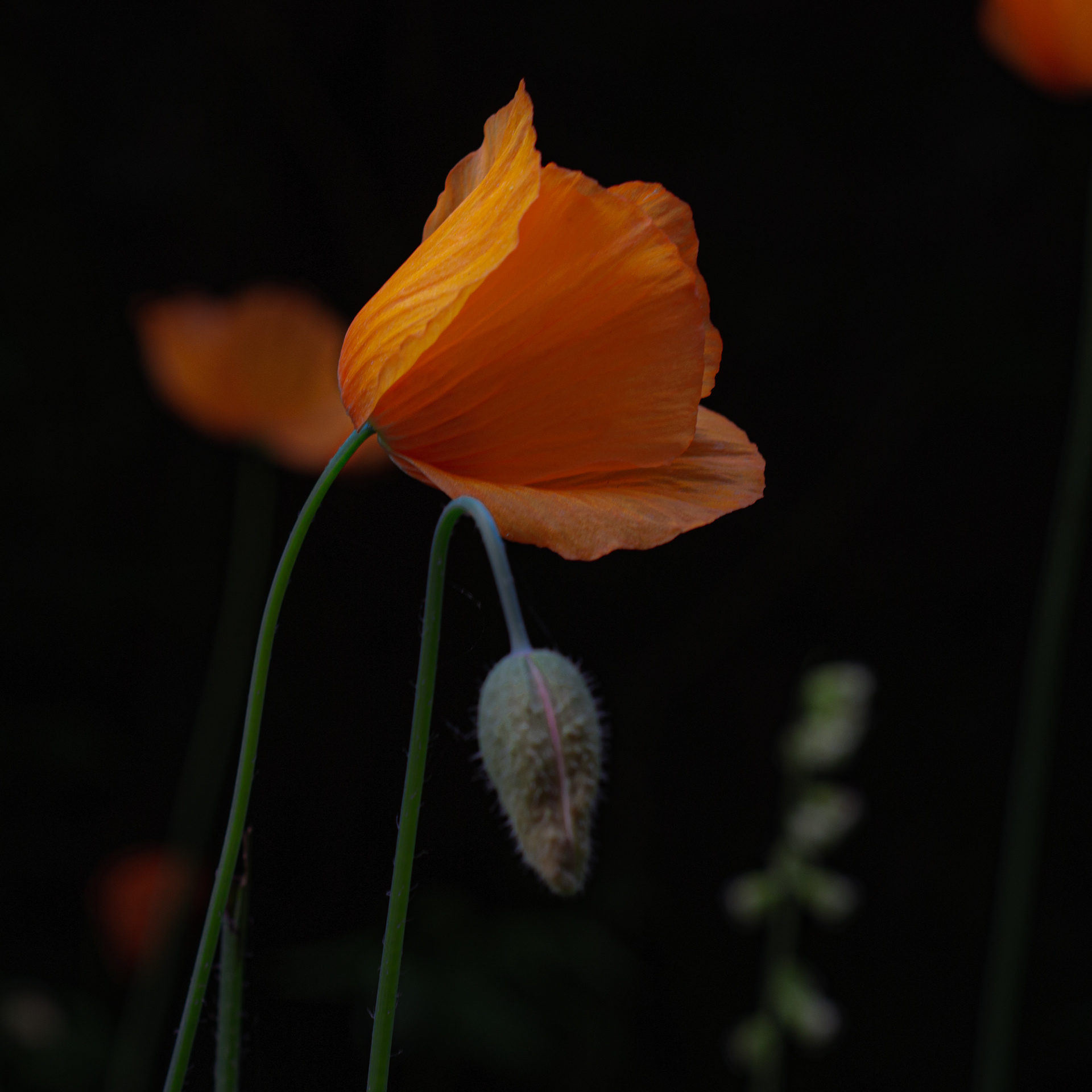 Poppy flower