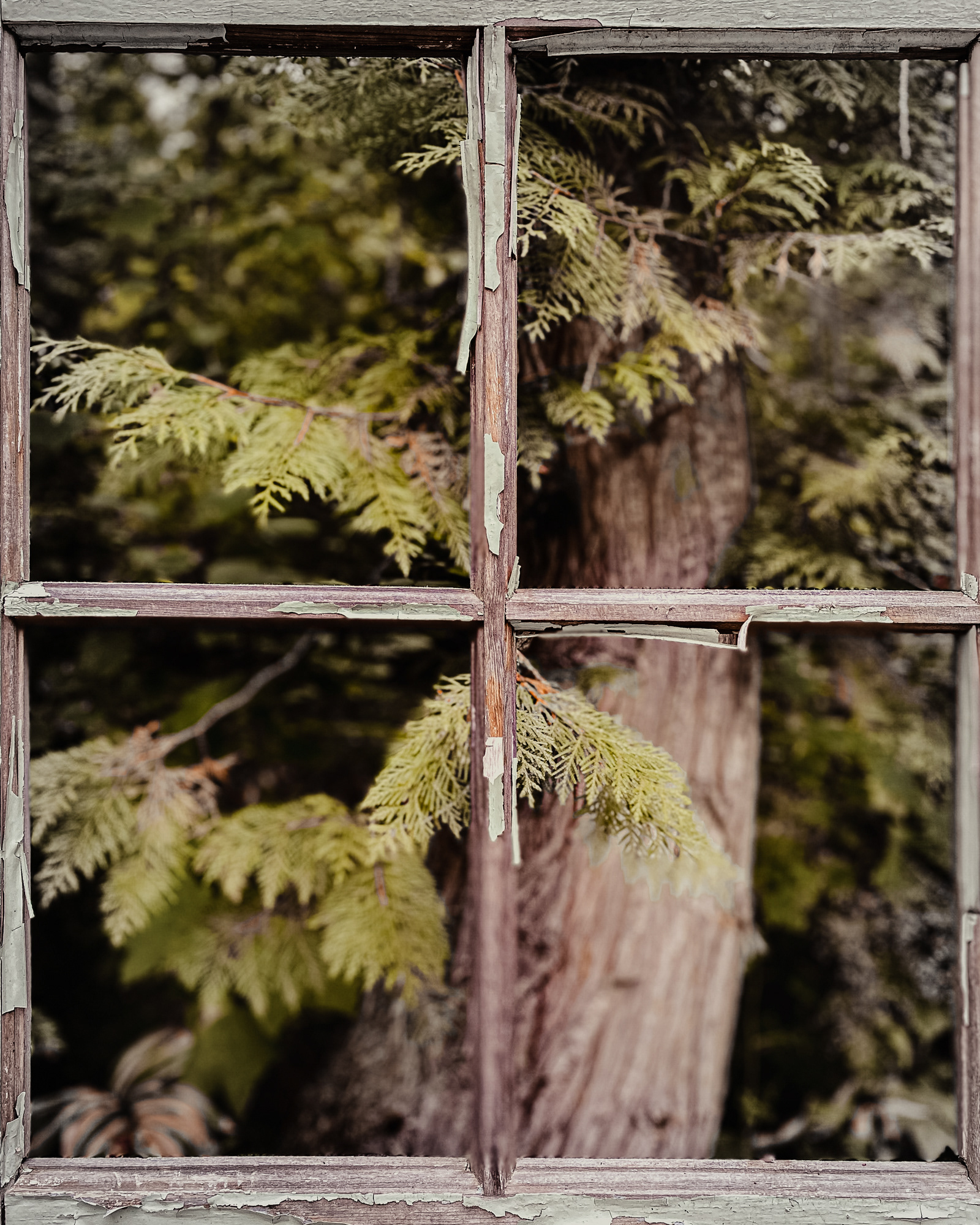 Looking through the Window