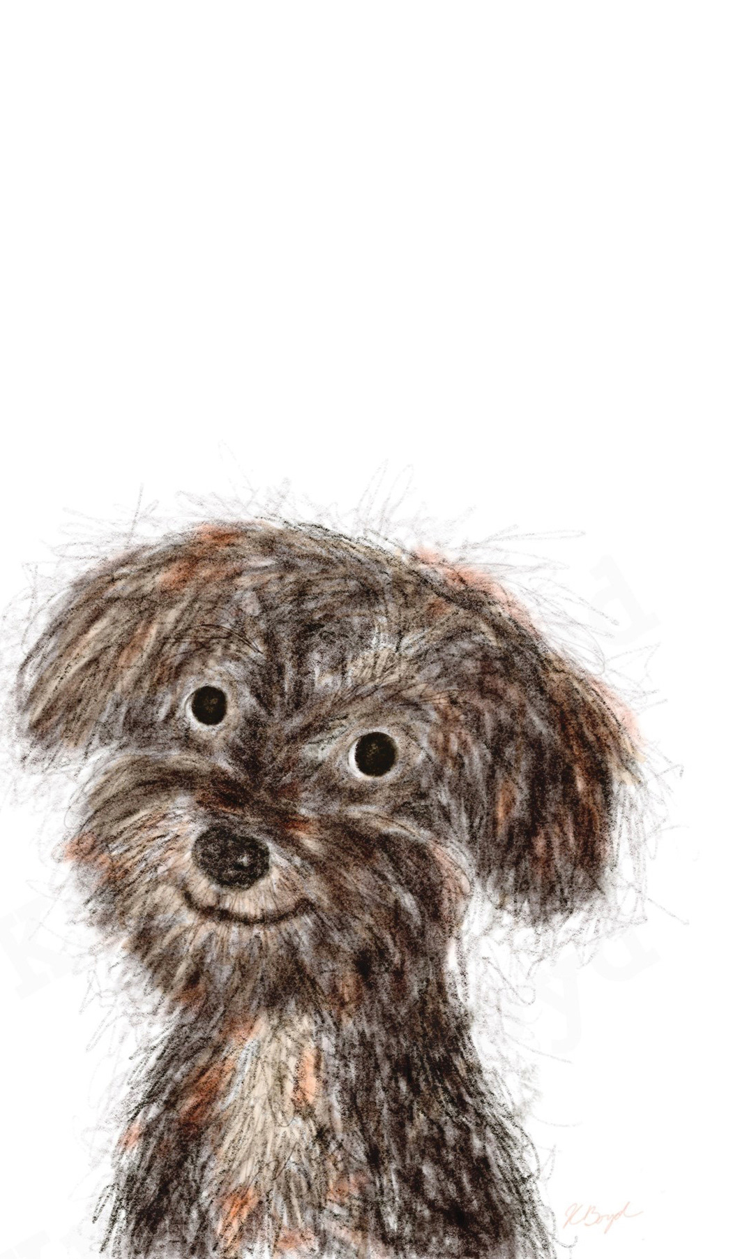 Morkie-poo Sweetheart