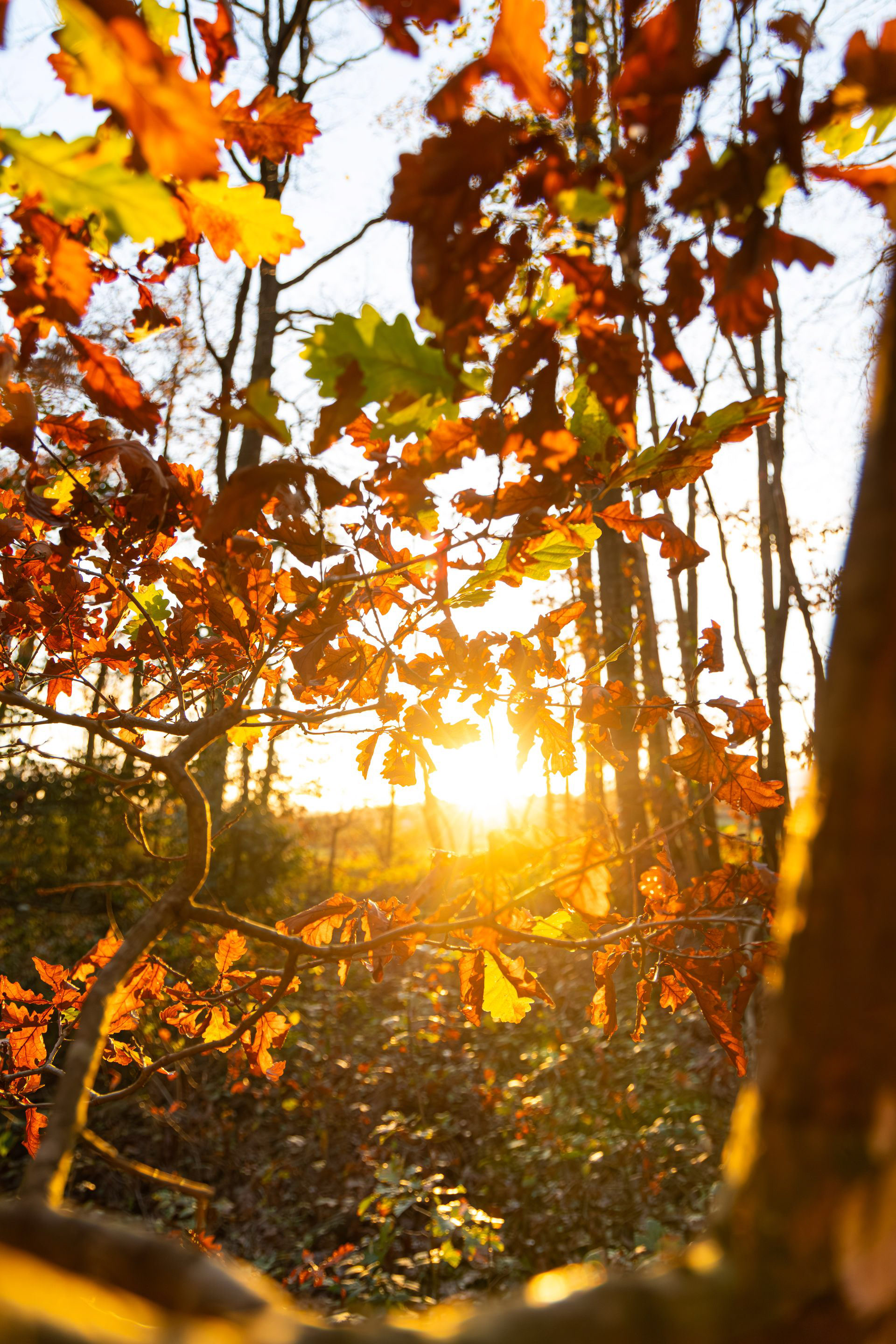 "Canon R6 Mark III en action, lumière naturelle"