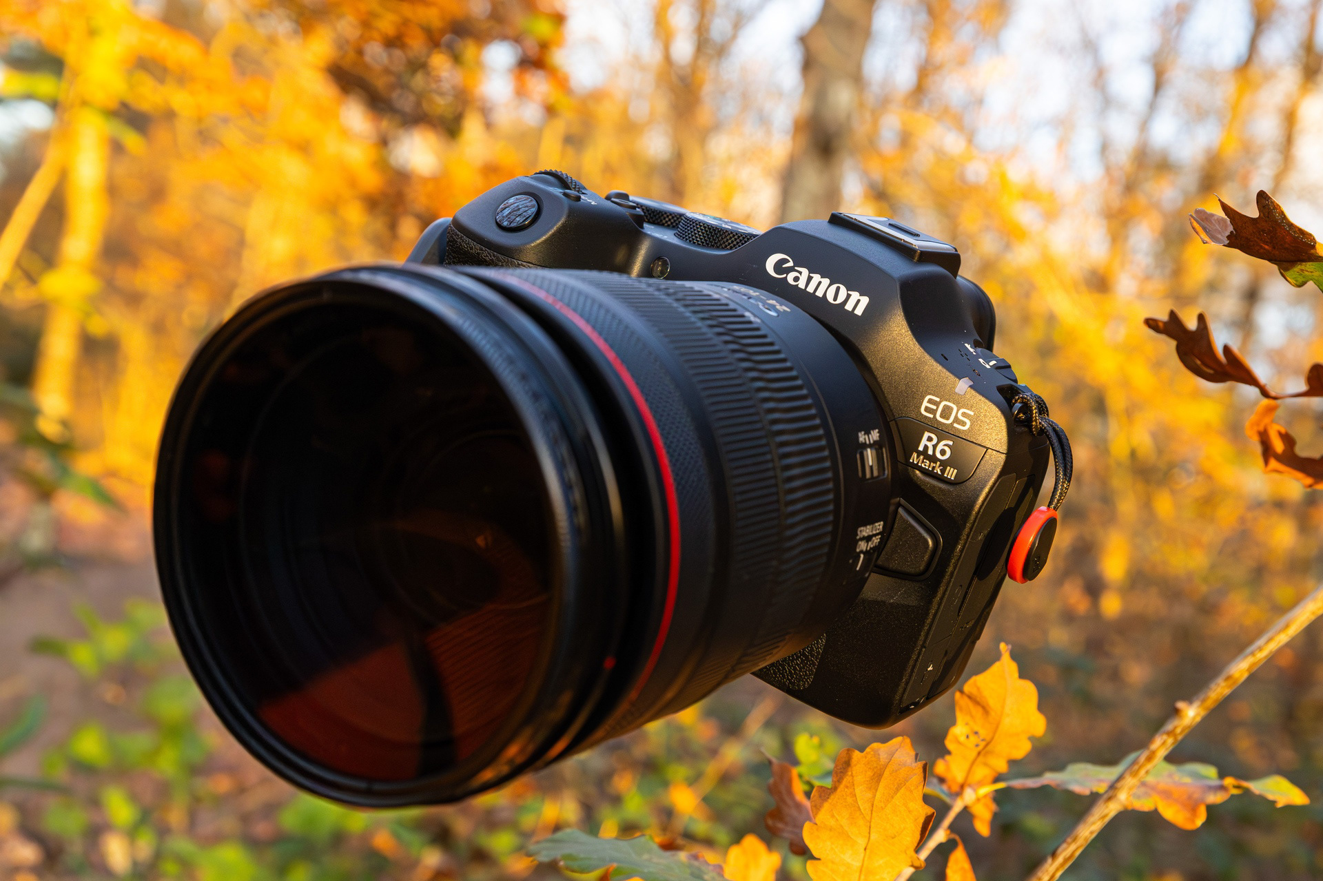 Entre ombre et lumière, le Canon R6 Mark III s’apprête à saisir chaque détail de cette forêt en mouvement.