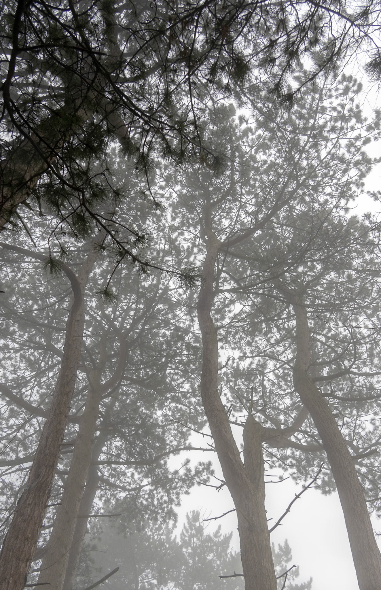 Fog