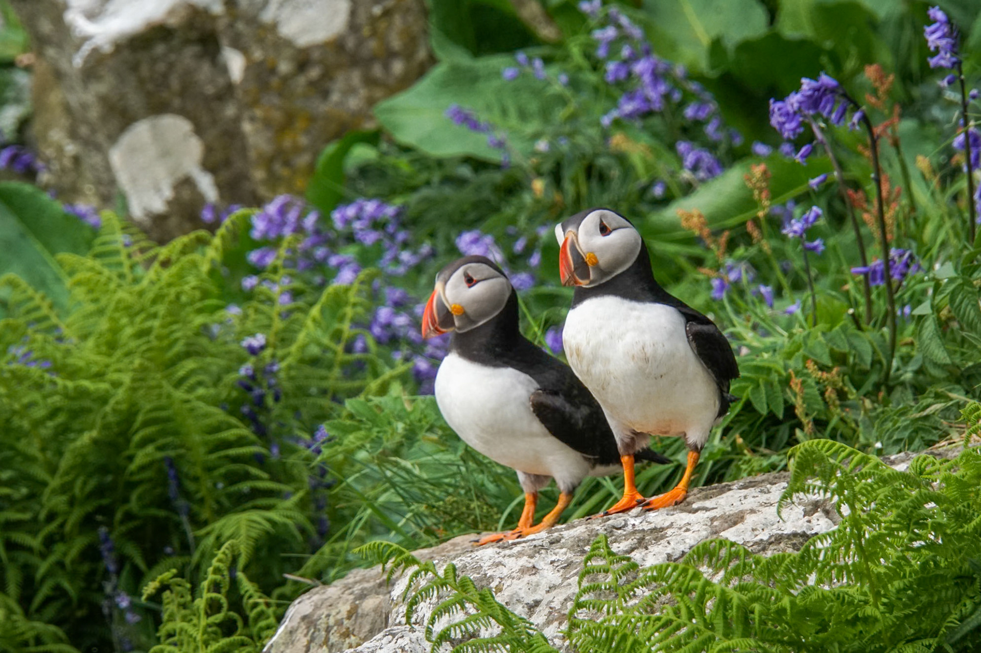 Lunga puffins