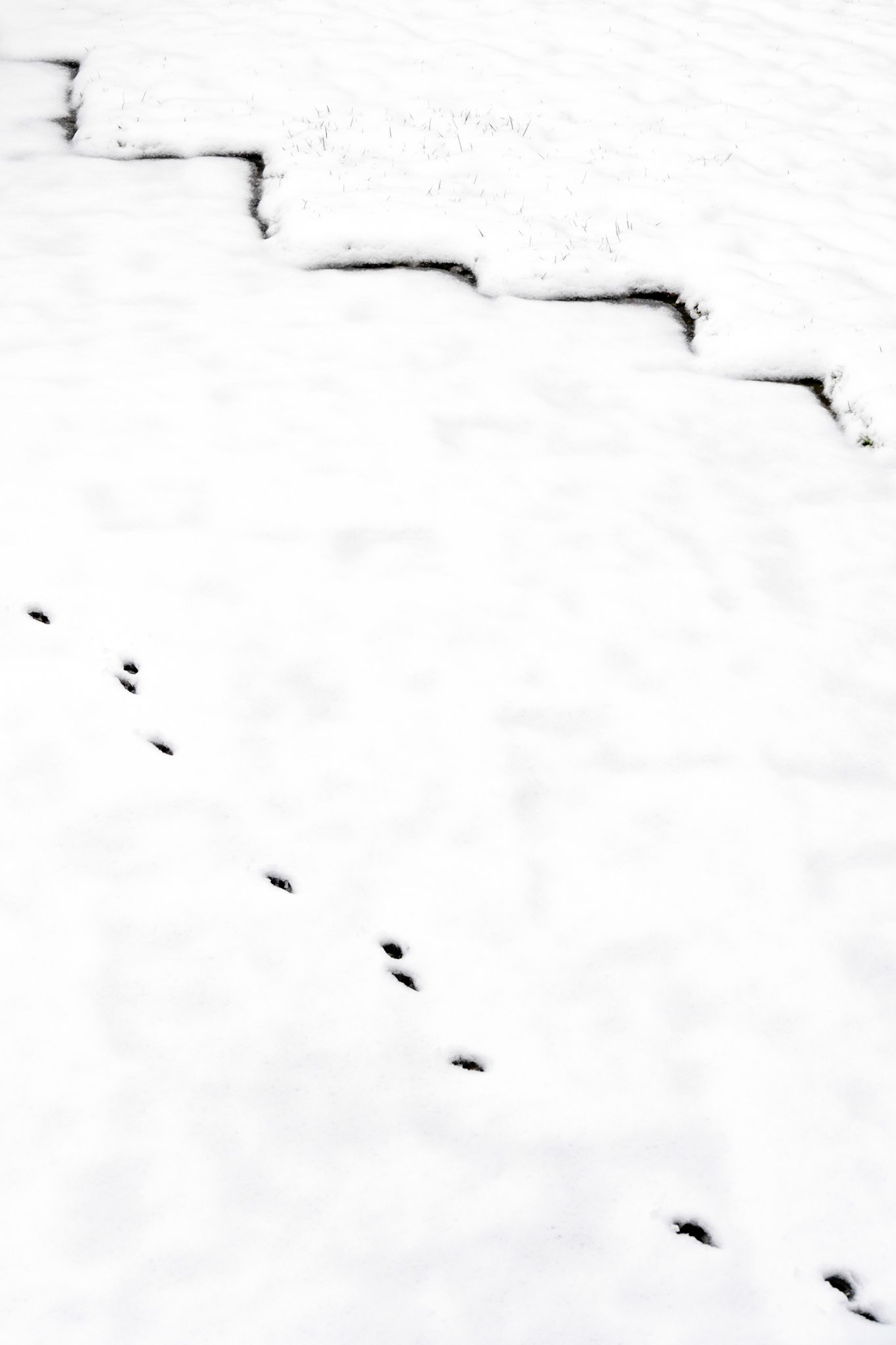 Footprints