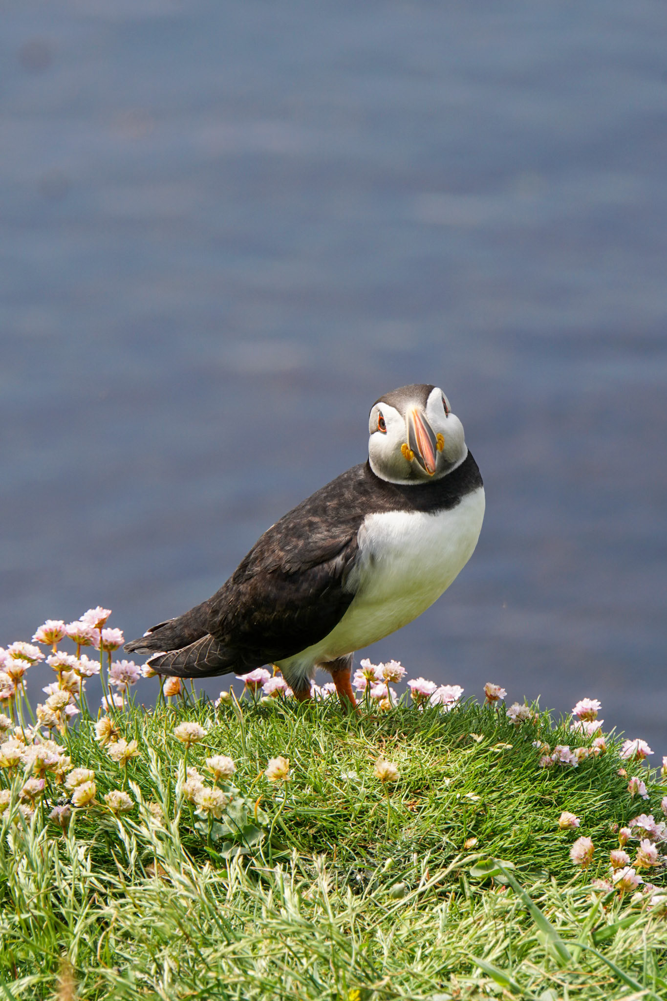 Lunga puffin