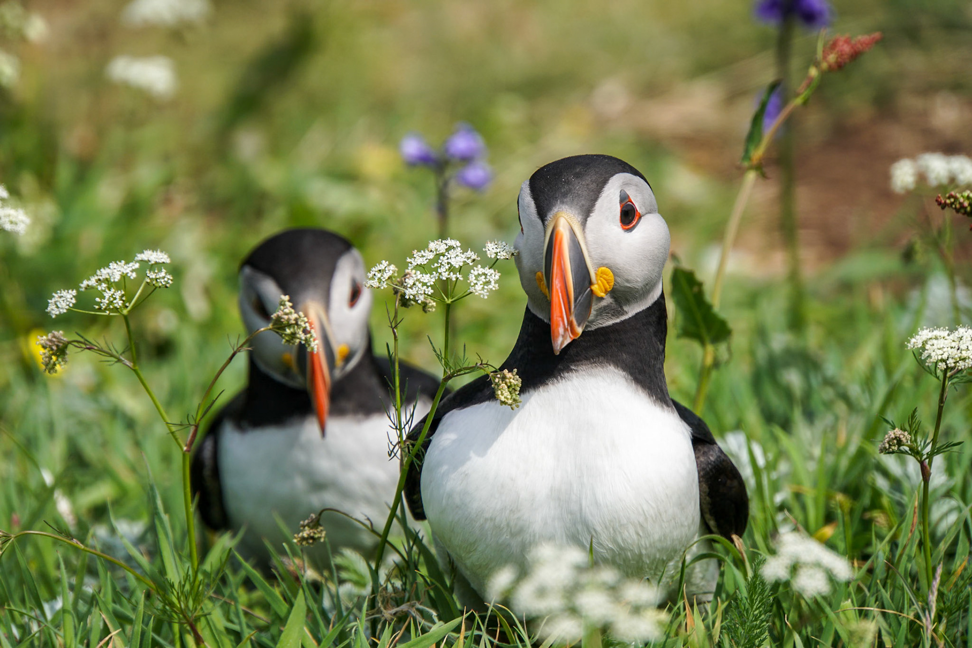 Staffa puffins