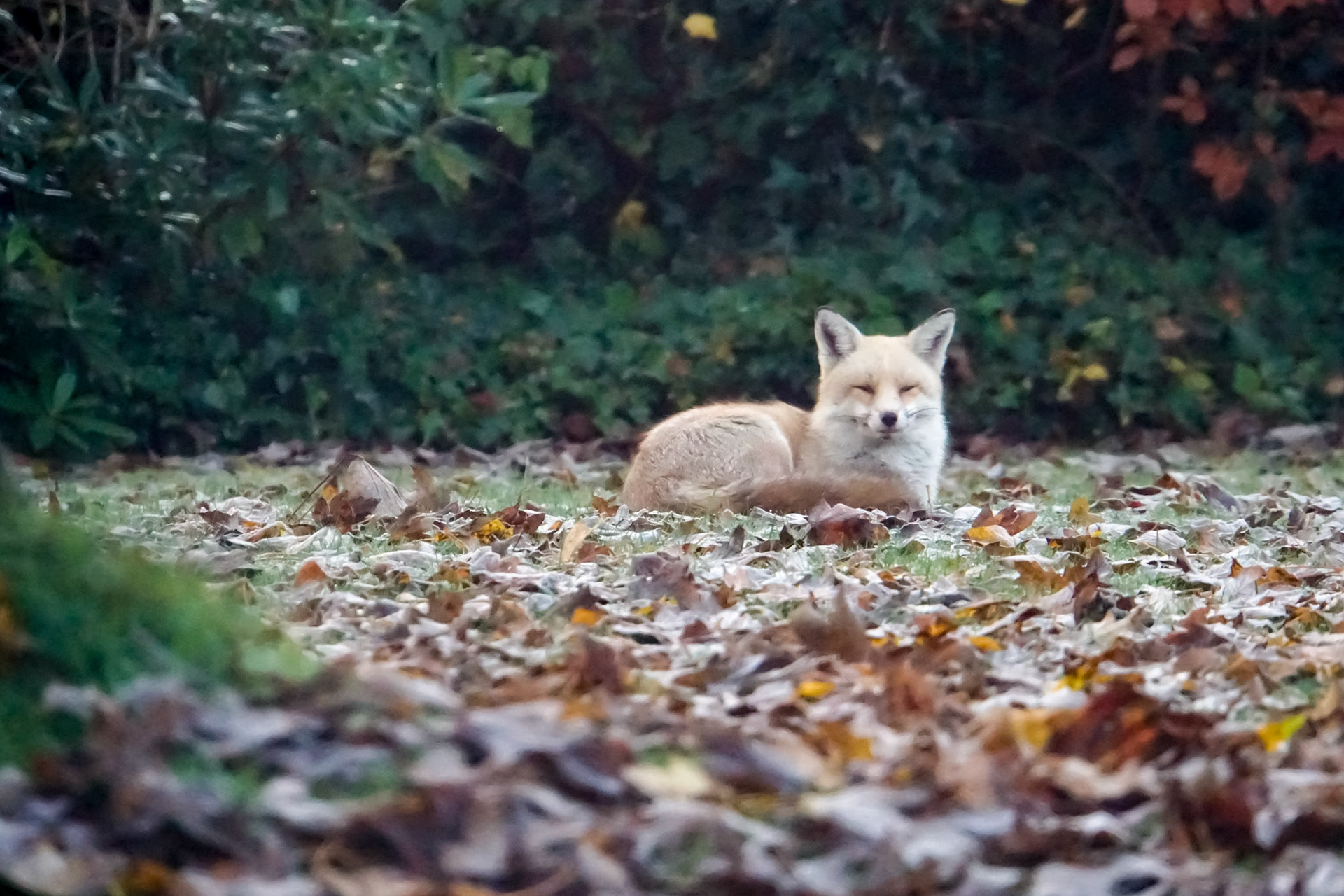 Fox in the frost