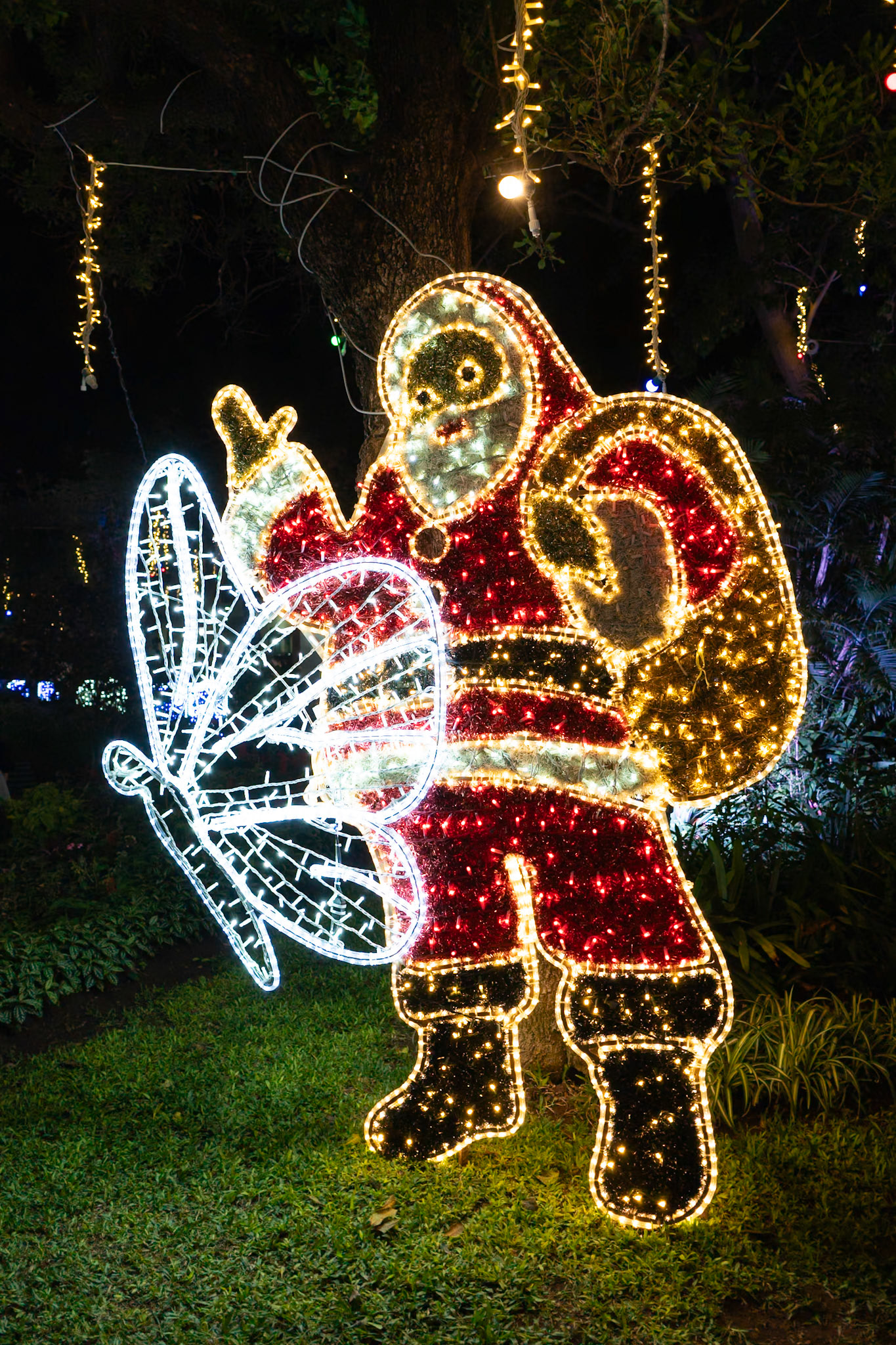 Christmas lights, Cleopatra-da-Madeira butterfly