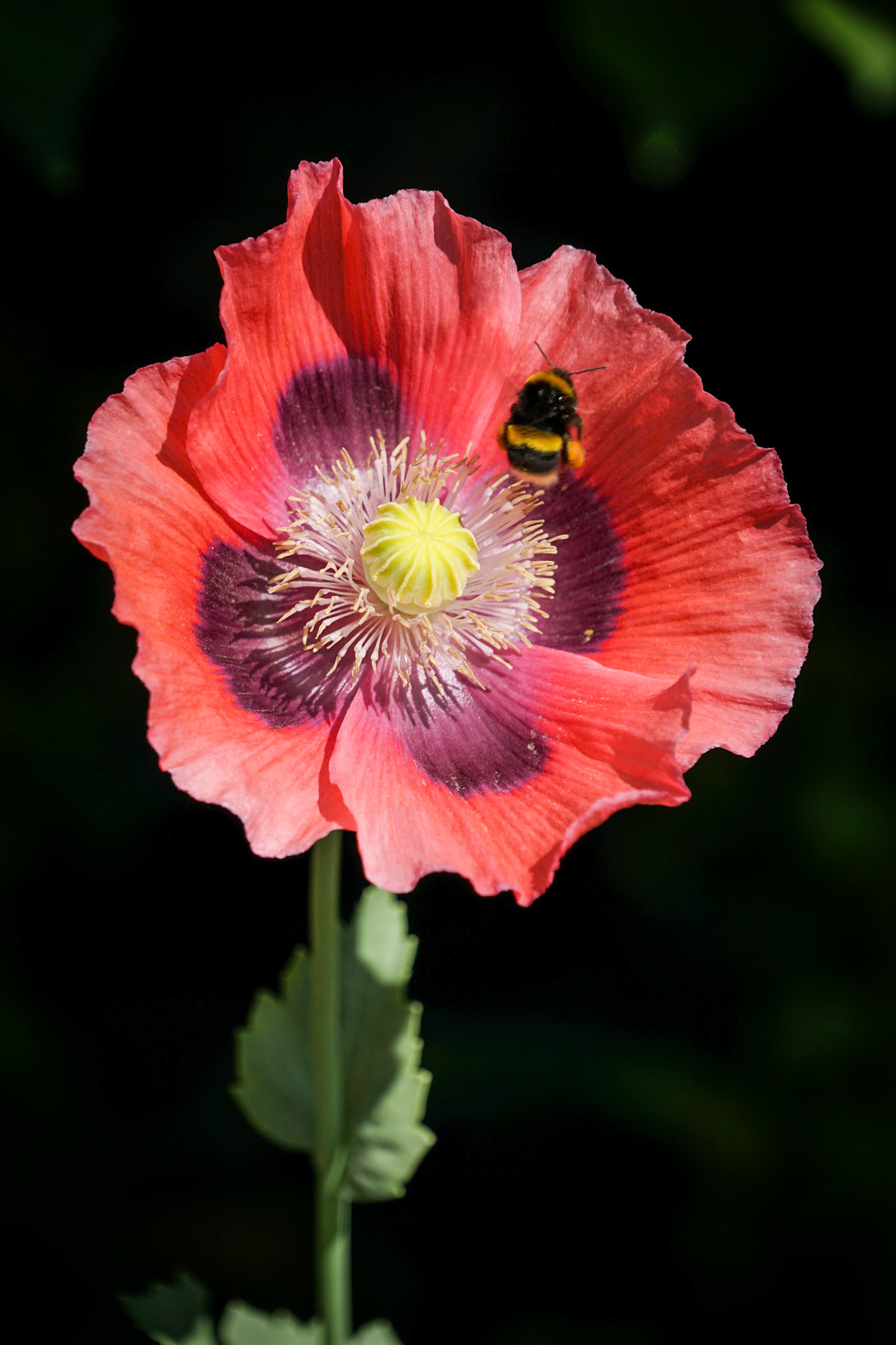 Poppy and bee