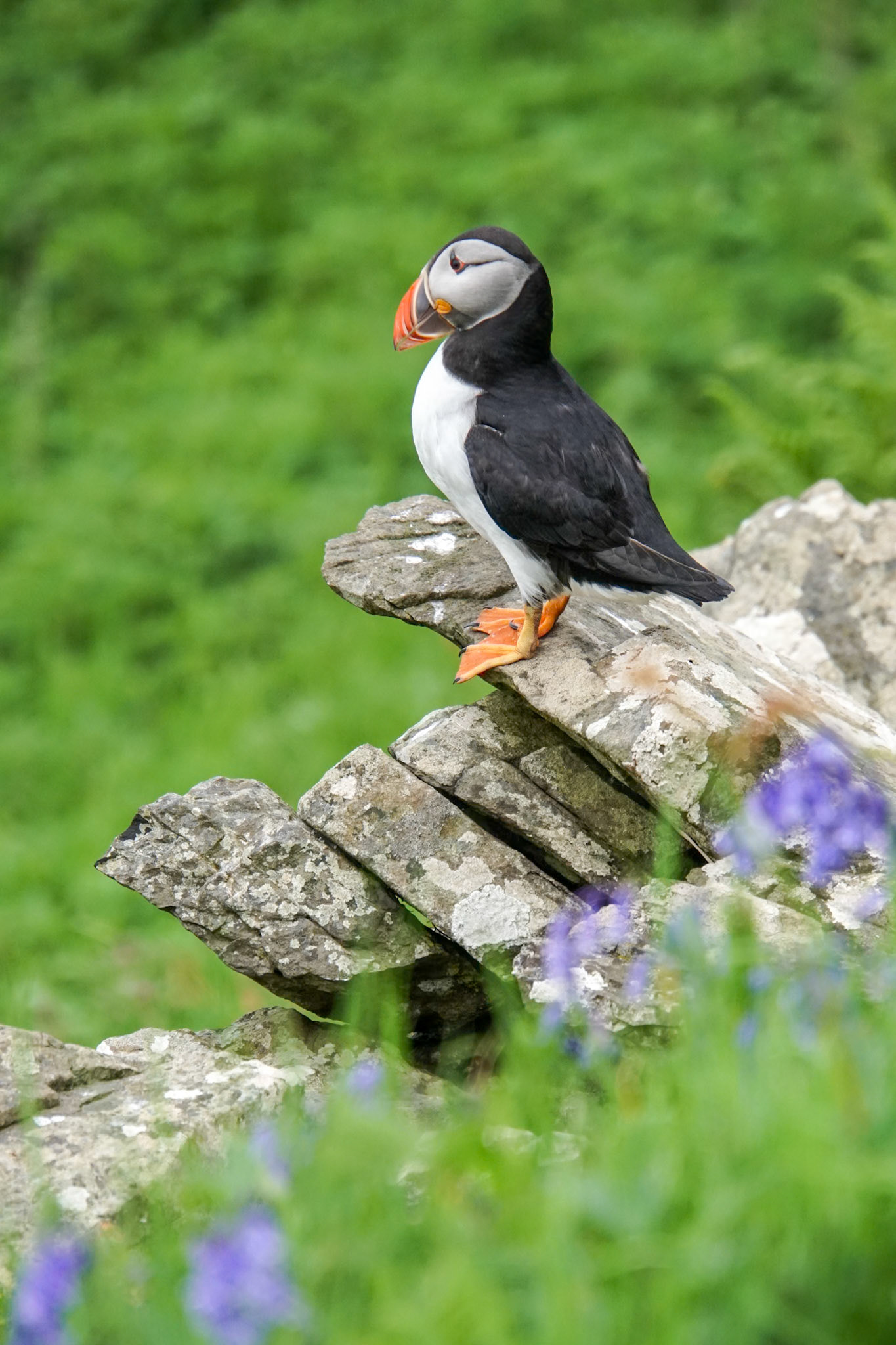 Lunga puffin
