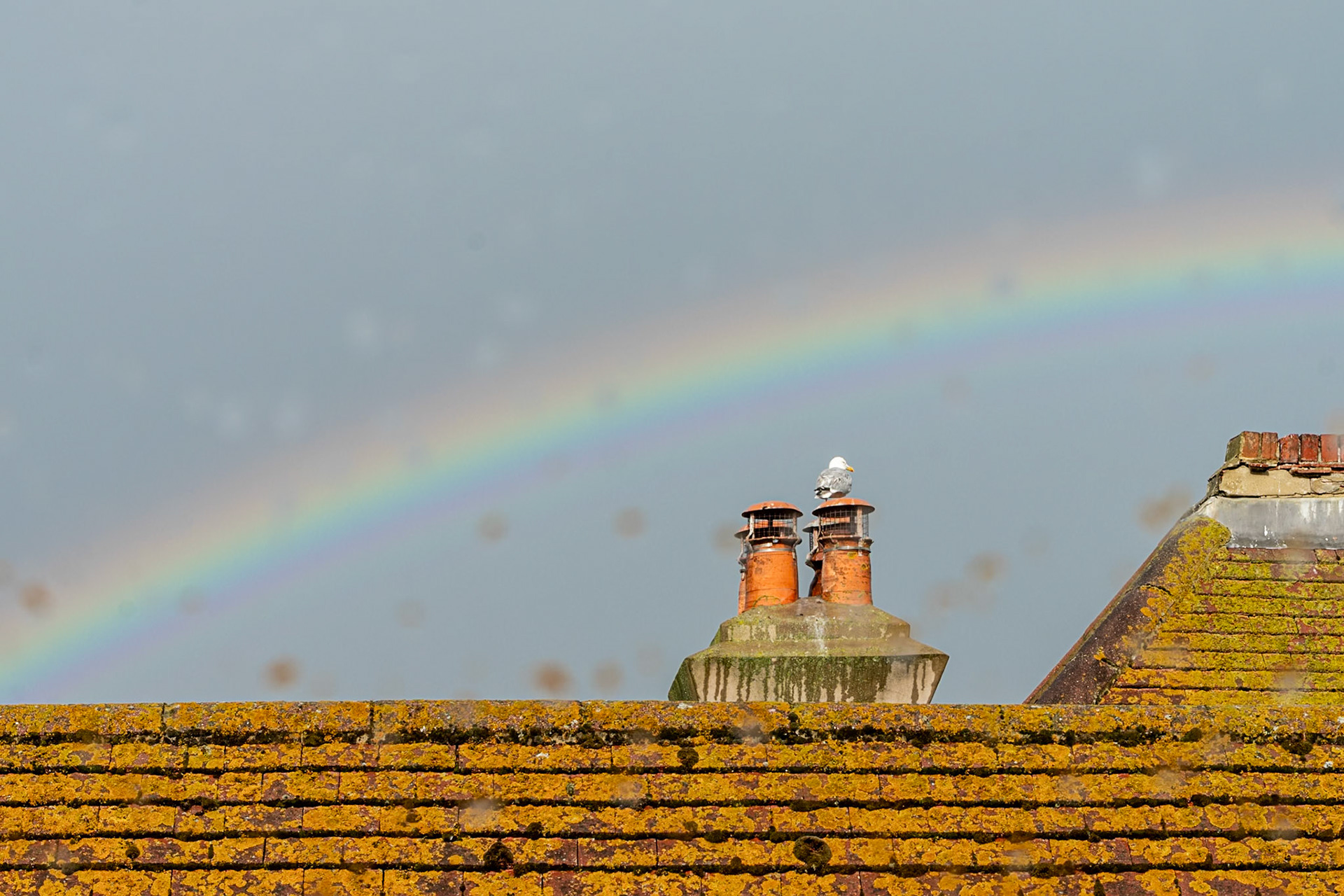 Rainbow