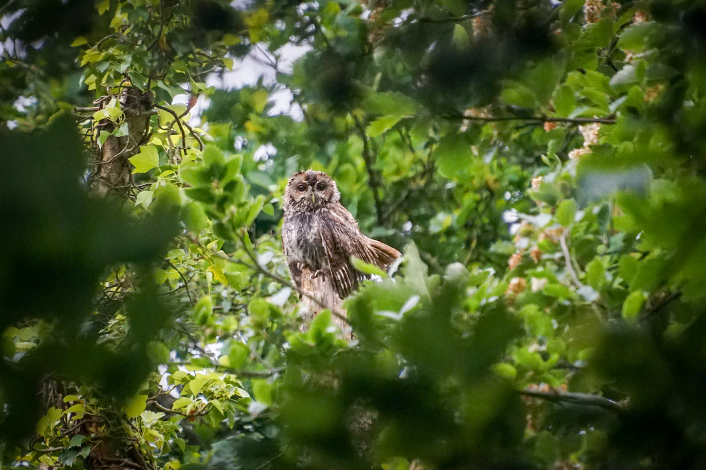Tawny Owl