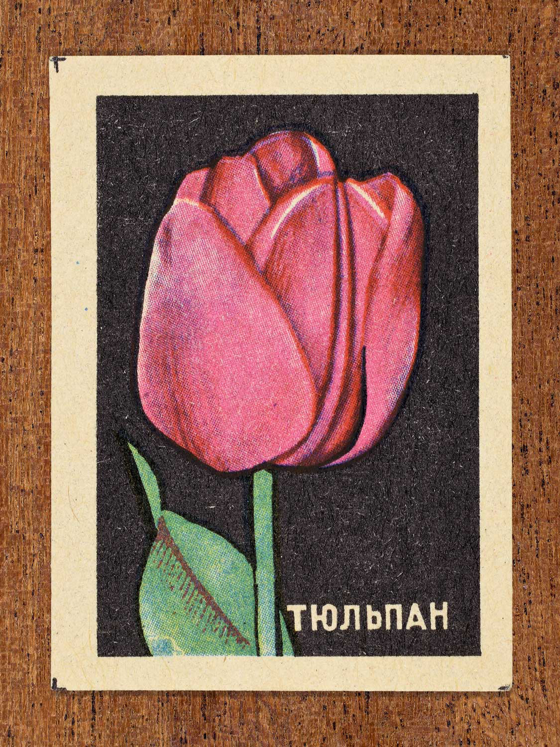 Vintage 1972 Soviet matchbox label showing a pink tulip bud on a black background. Produced by the Balabanovskaya Experimental Match Factory in Balabanovo to promote botanical knowledge.