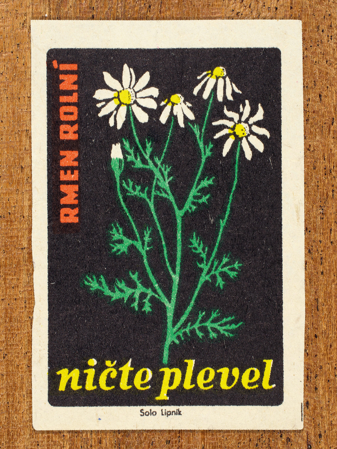 1960 botanical Czech matchbox label by Solo Lipník featuring white daisy-like flowers on black. Part of the 'Destroy Weeds' series warning farmers about common field weeds.