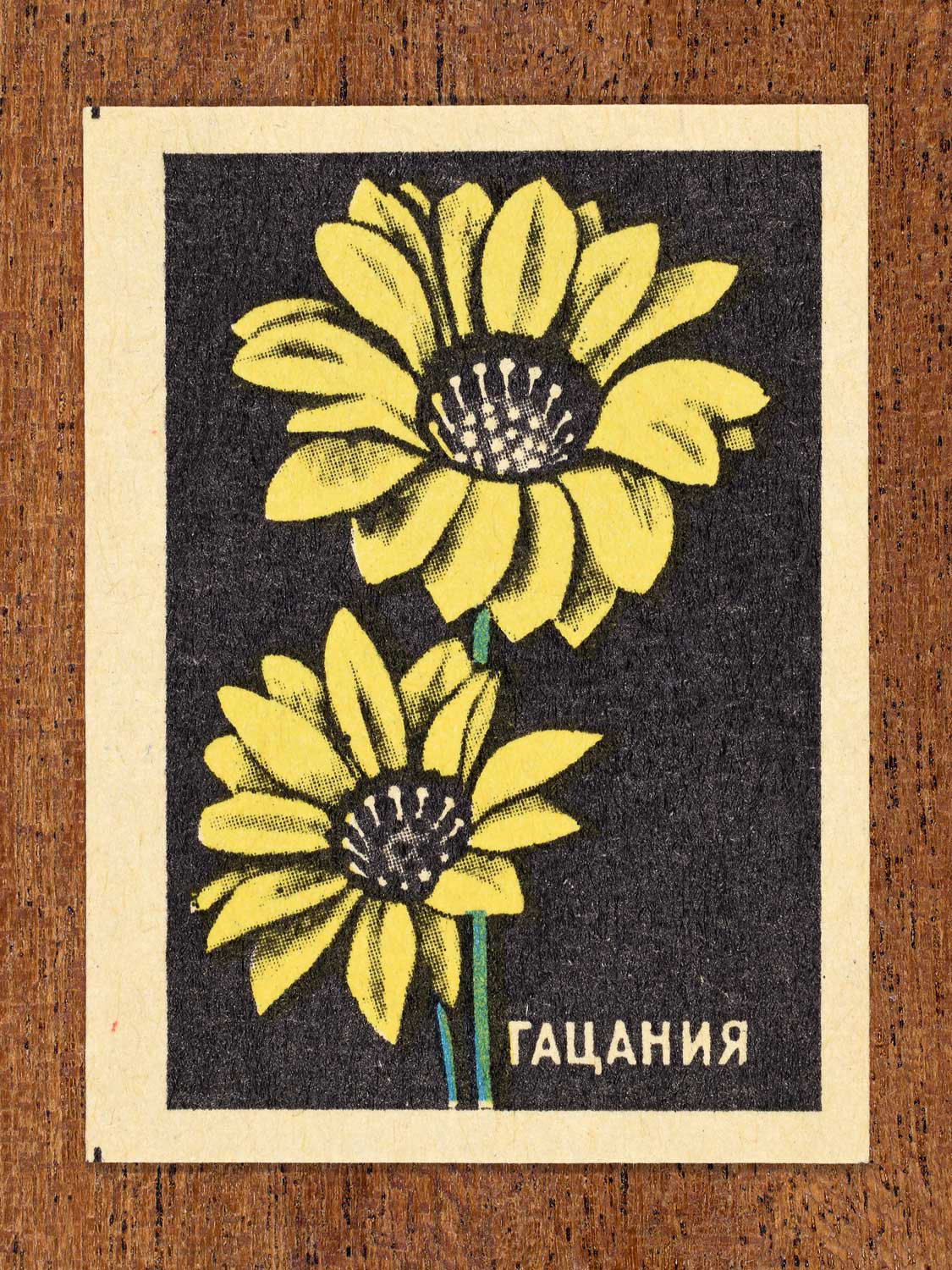 Vintage 1972 Soviet matchbox label showing yellow gazania flowers a black background. Produced by the Balabanovskaya Experimental Match Factory in Balabanovo to promote botanical knowledge.