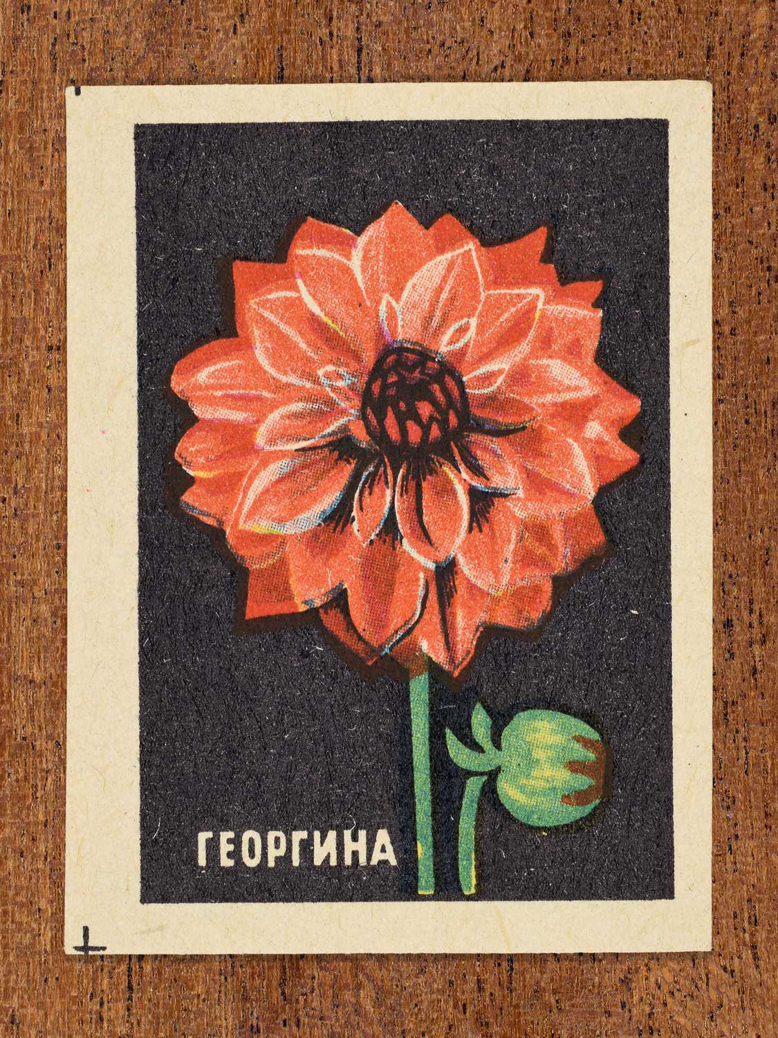 Vintage 1972 Soviet matchbox label showing a red dahlia in full bloom on a black background. Produced by the Balabanovskaya Experimental Match Factory in Balabanovo to promote botanical knowledge.