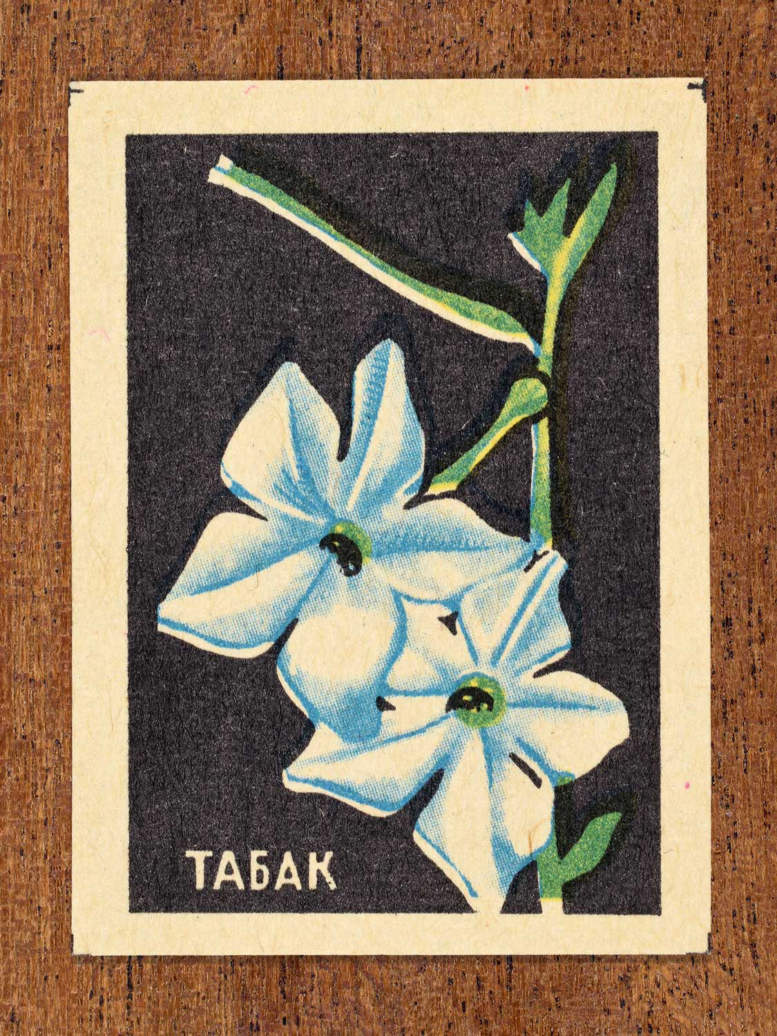 Vintage 1972 Soviet matchbox label showing white tobacco flowers on a black background. Produced by the Balabanovskaya Experimental Match Factory in Balabanovo to promote botanical knowledge.