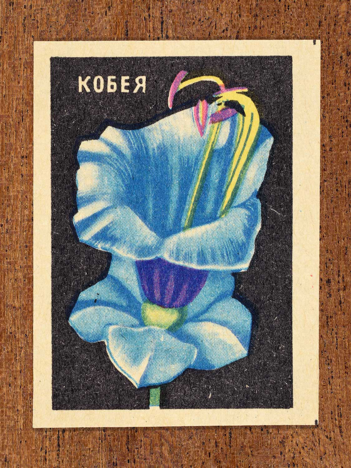 Vintage 1972 Soviet matchbox label showing a cobaea flowering vine with bell-shaped blue blossoms on a black background. Produced by the Balabanovskaya Experimental Match Factory in Balabanovo to promote botanical knowledge.