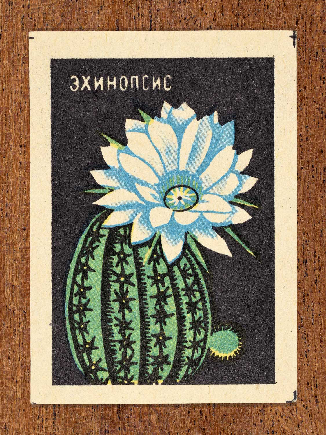Vintage 1972 Soviet matchbox label showing an echinopsis cactus with a large flowering bloom on a black background. Produced by the Balabanovskaya Experimental Match Factory in Balabanovo to promote botanical knowledge.