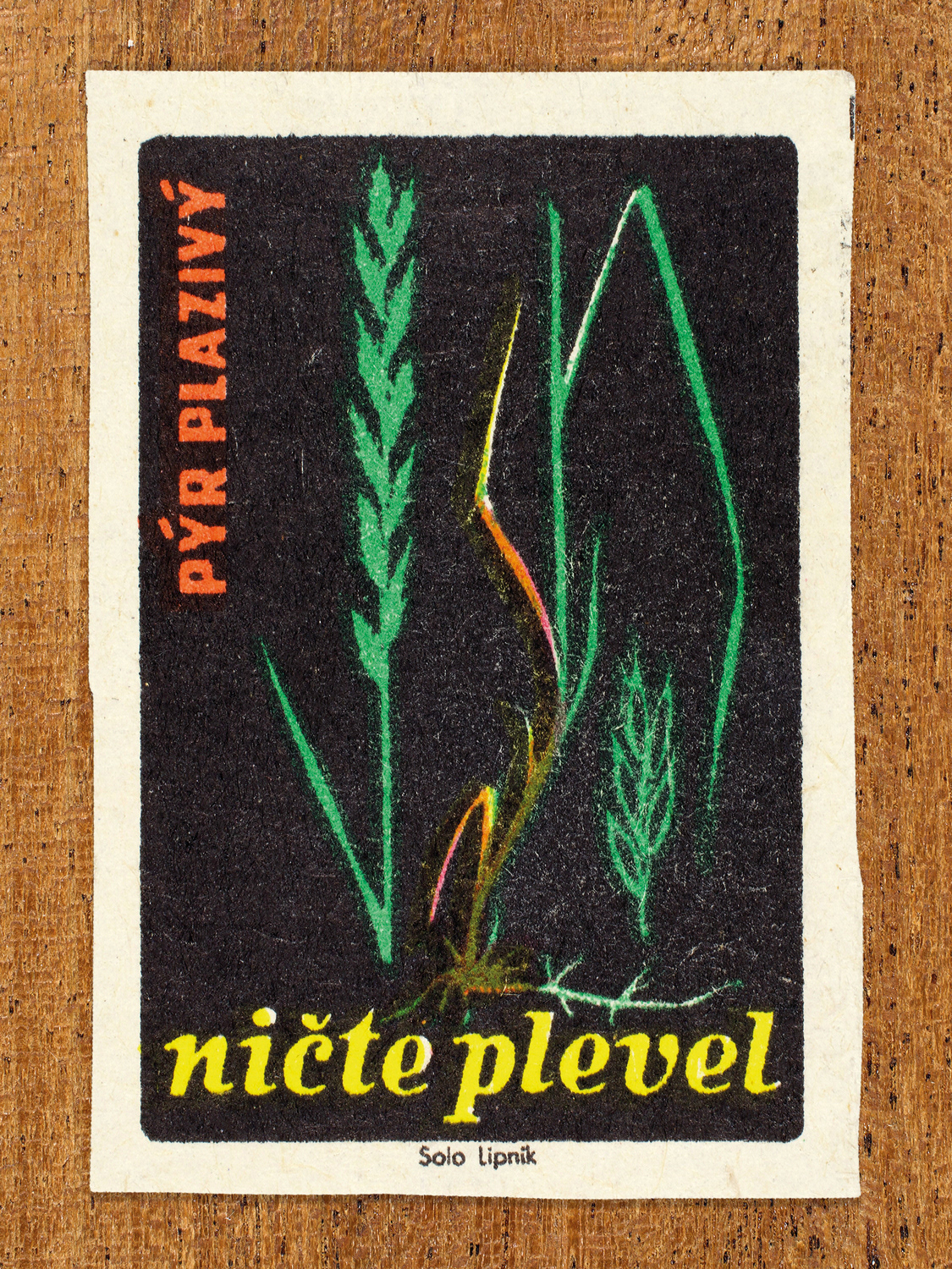 1960 botanical Czech matchbox label by Solo Lipník featuring blades of couch grass on black. Part of the 'Destroy Weeds' series warning farmers about common field weeds.