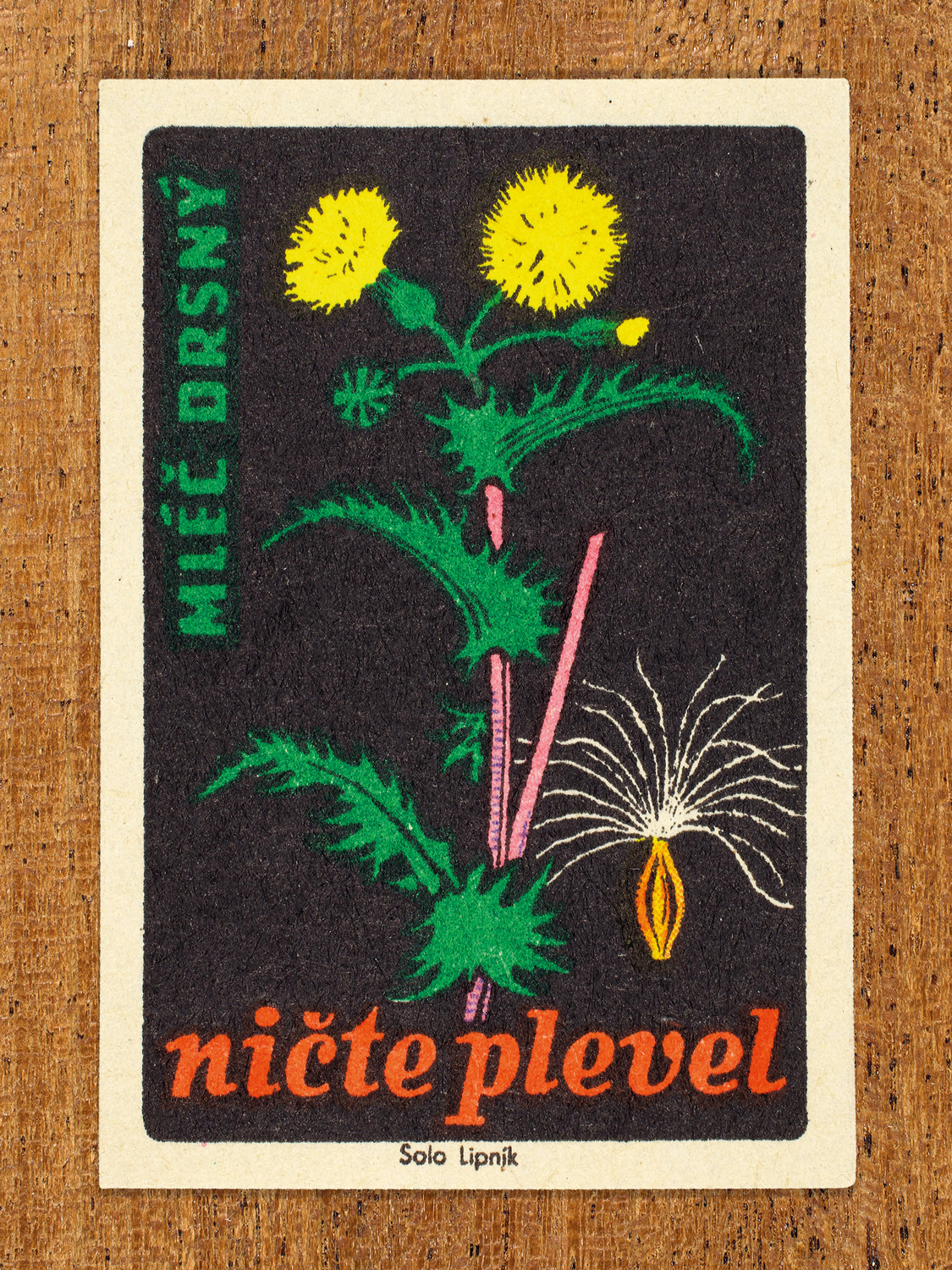1960 botanical Czech matchbox label by Solo Lipník featuring bright yellow sow-thistle blooms. Part of the 'Destroy Weeds' series warning farmers about common field weeds.