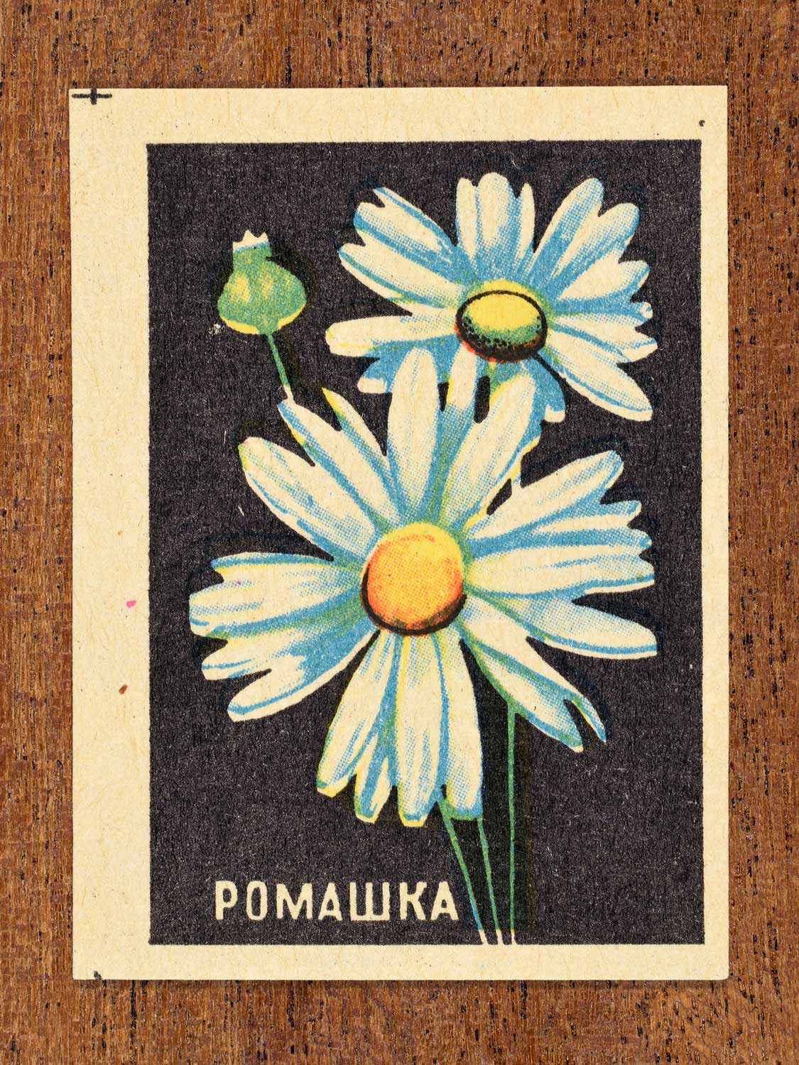 Vintage 1972 Soviet matchbox label showing chamomile flowers with white petals and yellow centres on a black background. Produced by the Balabanovskaya Experimental Match Factory in Balabanovo to promote botanical knowledge.