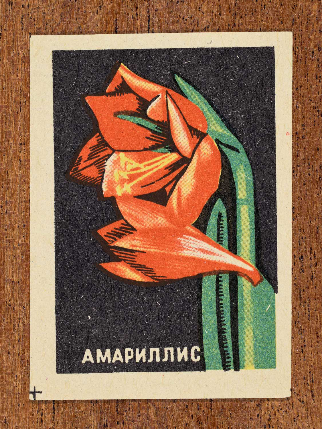 Vintage 1972 Soviet matchbox label showing an amaryllis flower with green stems on a black background. Produced by the Balabanovskaya Experimental Match Factory in Balabanovo to promote botanical knowledge.