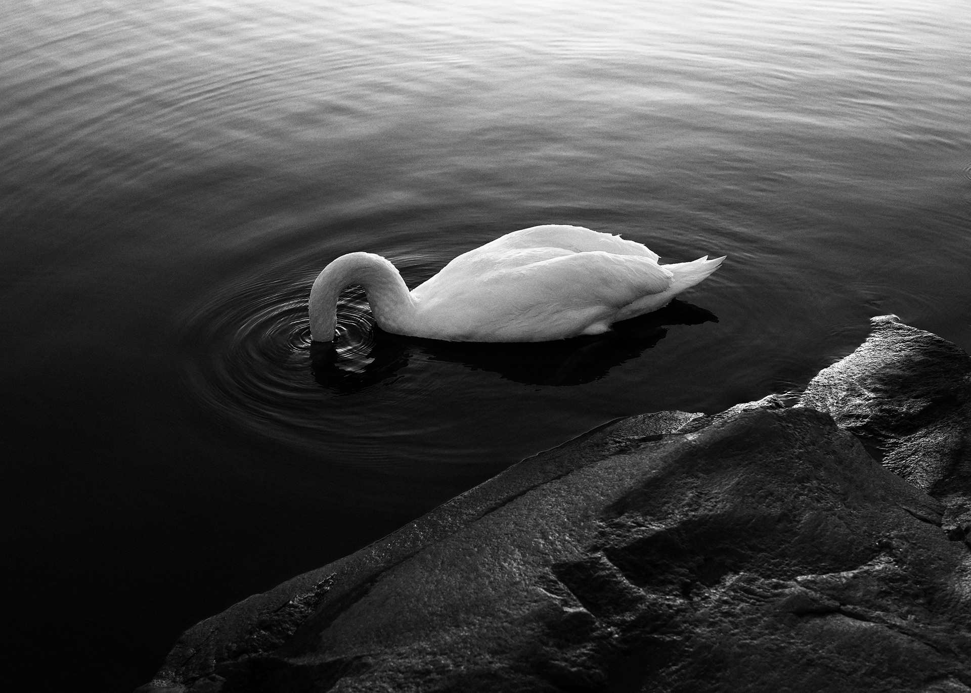 valokuvaaja helsinki paula kesäläinen still life swan joutsen