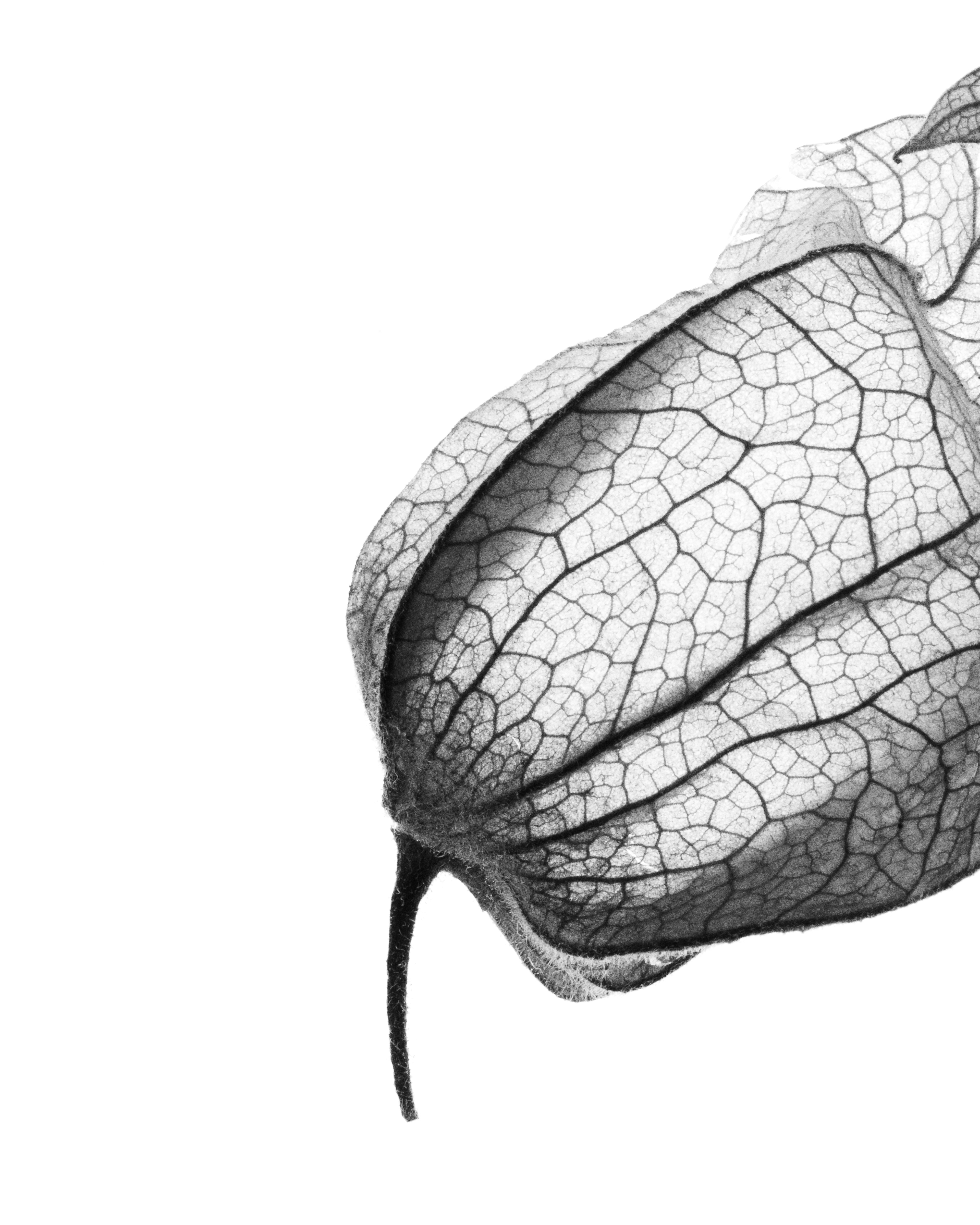 valokuvaaja paula kesäläinen helsinki studiokuvaaja macro