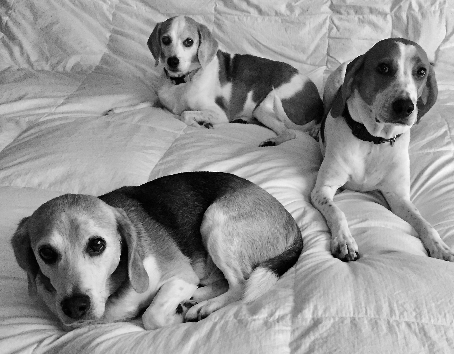 Beagles, Dog Walking Beagles