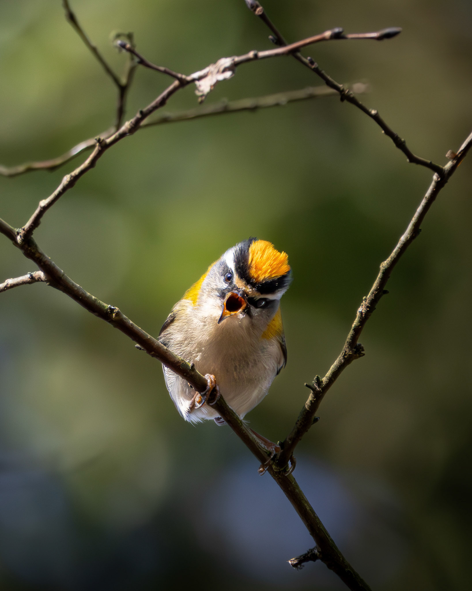 Sommergoldhähnchen | Bonn