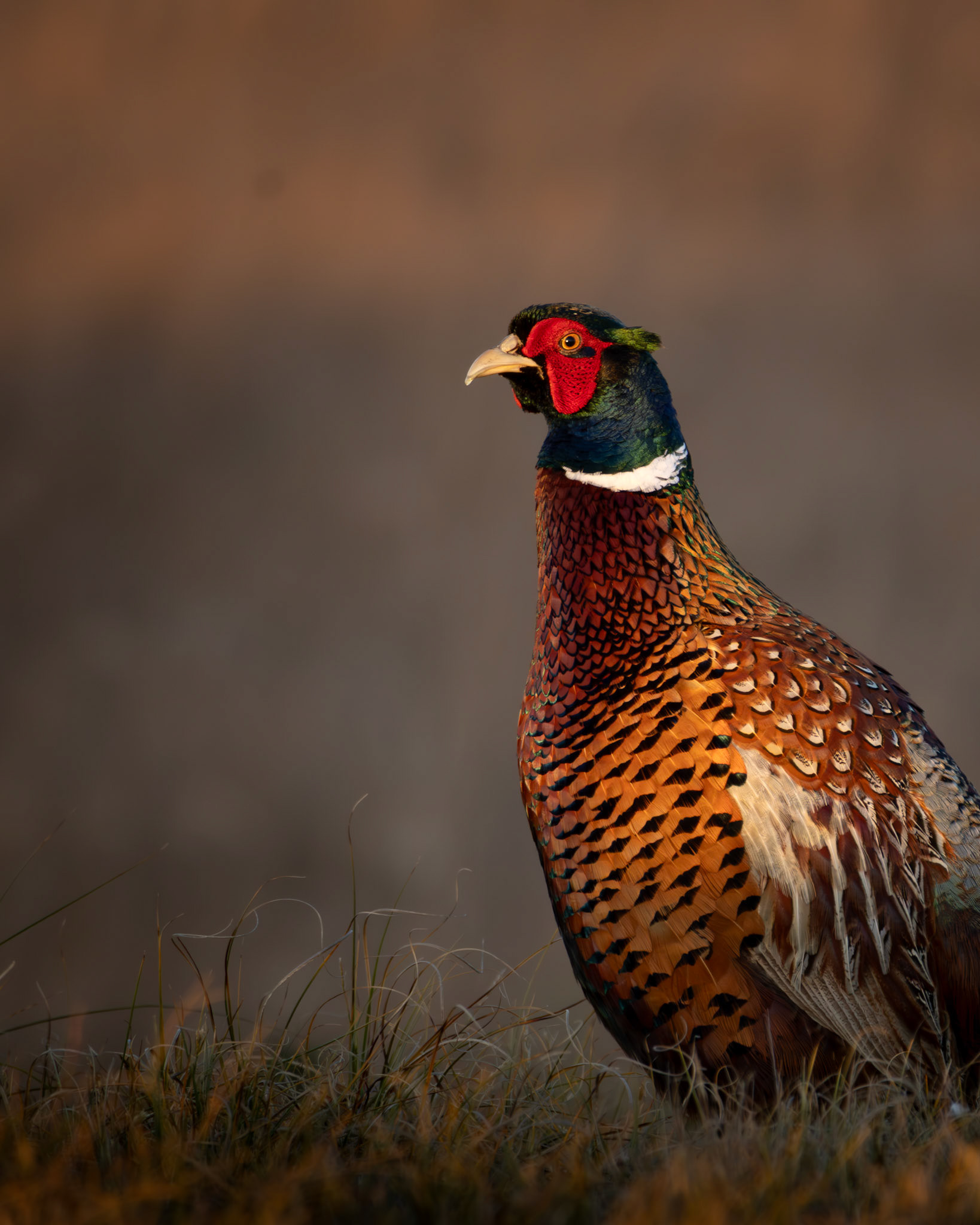 Jagdfasan | Texel