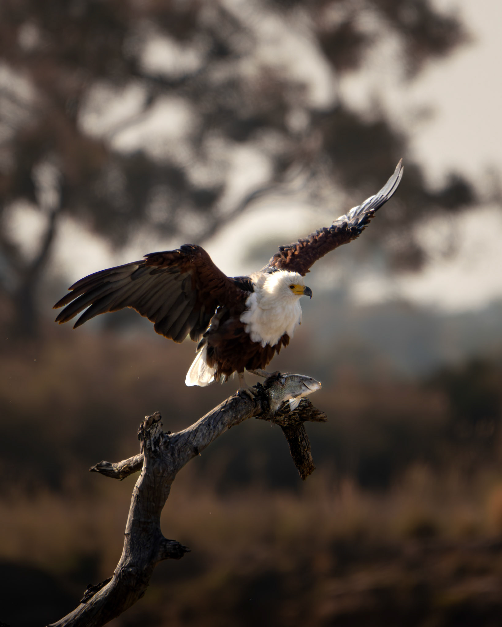 Schreiseeadler | Namibia
