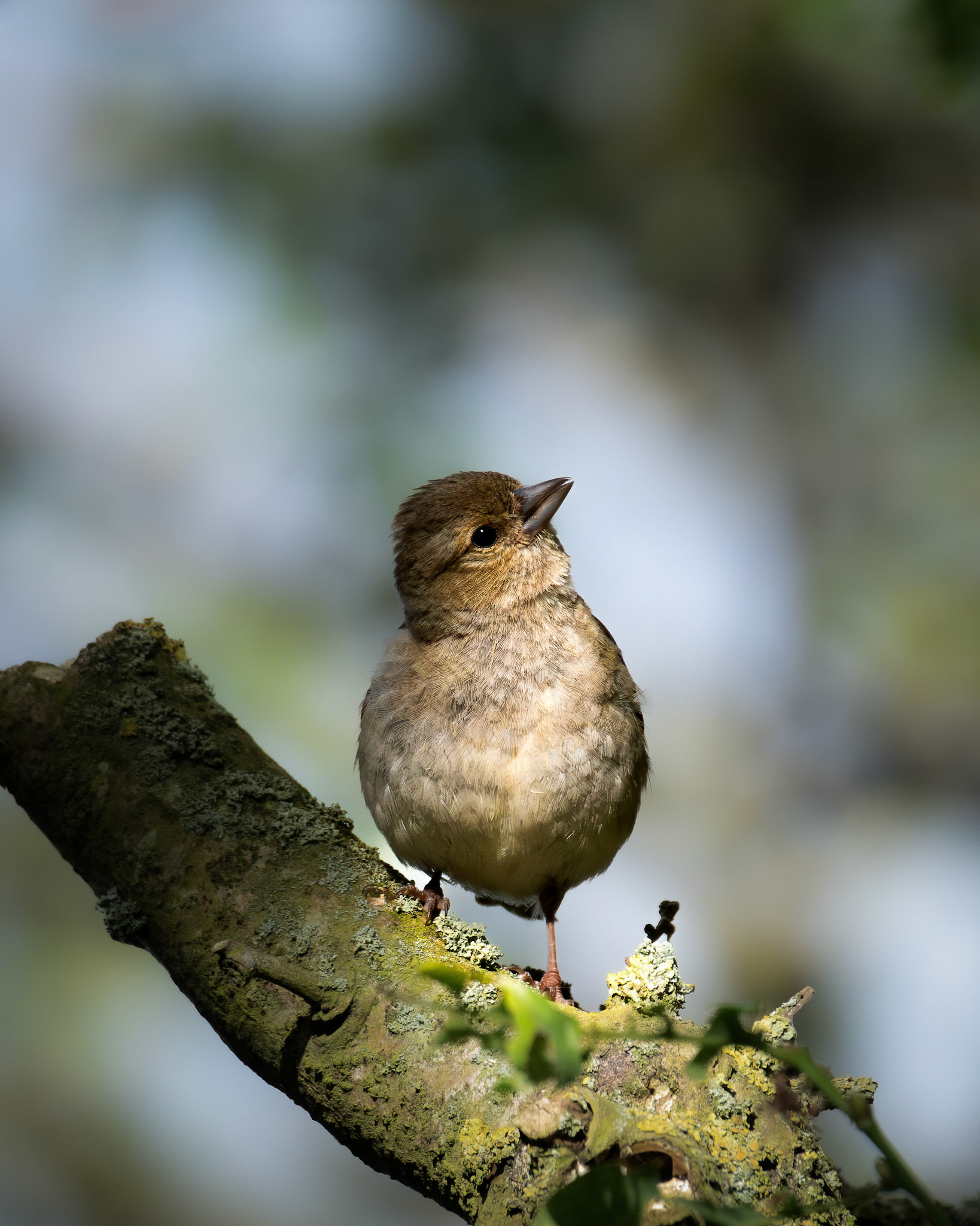 Buchfink | Geltinger Birk