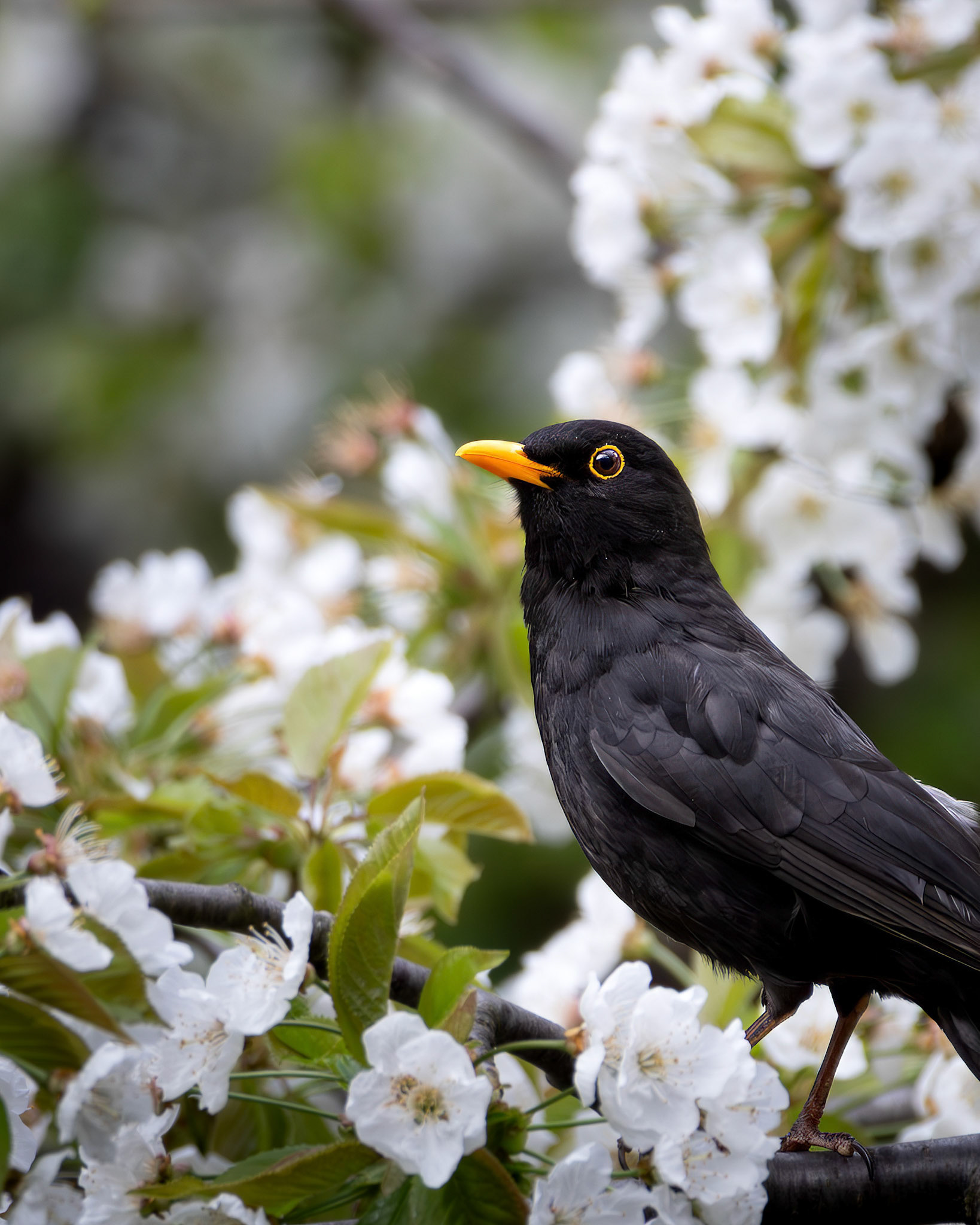 Amsel | Bonn