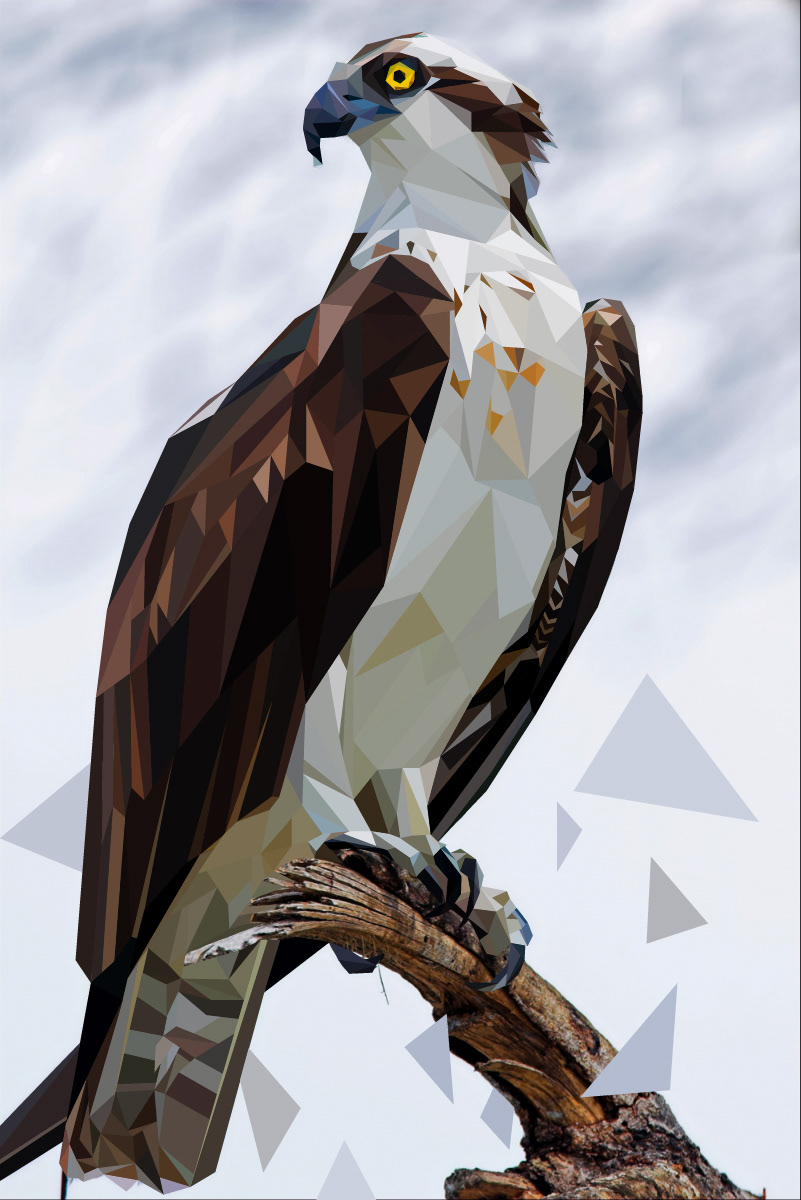 Geometric Osprey