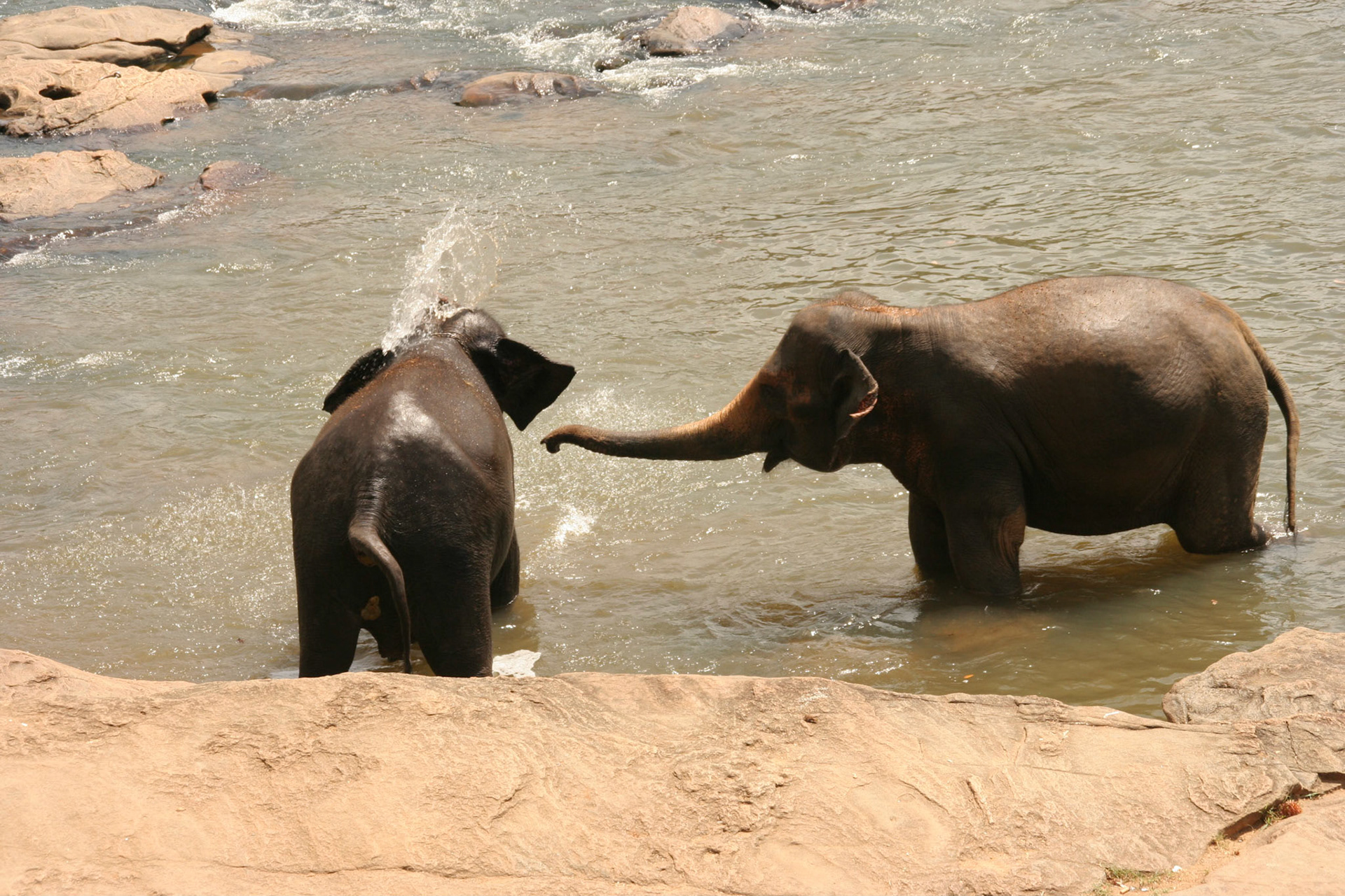 reis Sri Lanka