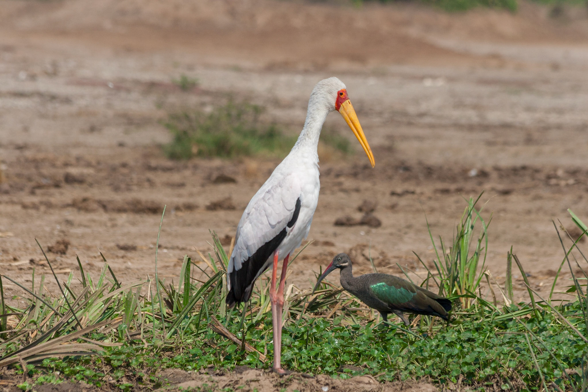 reis Uganda (Trektocht)