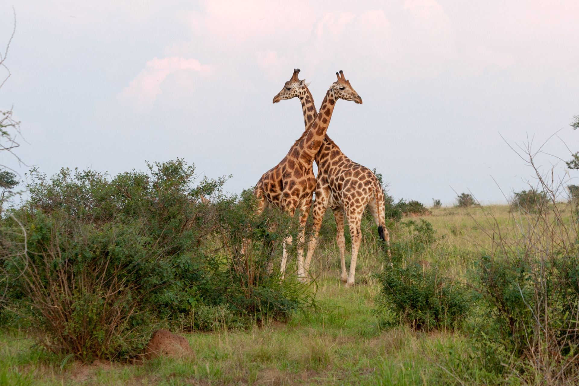 reis Uganda Safari bij Murchinson