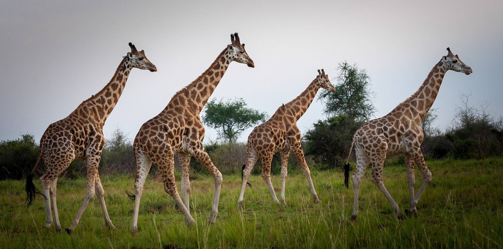 Safari