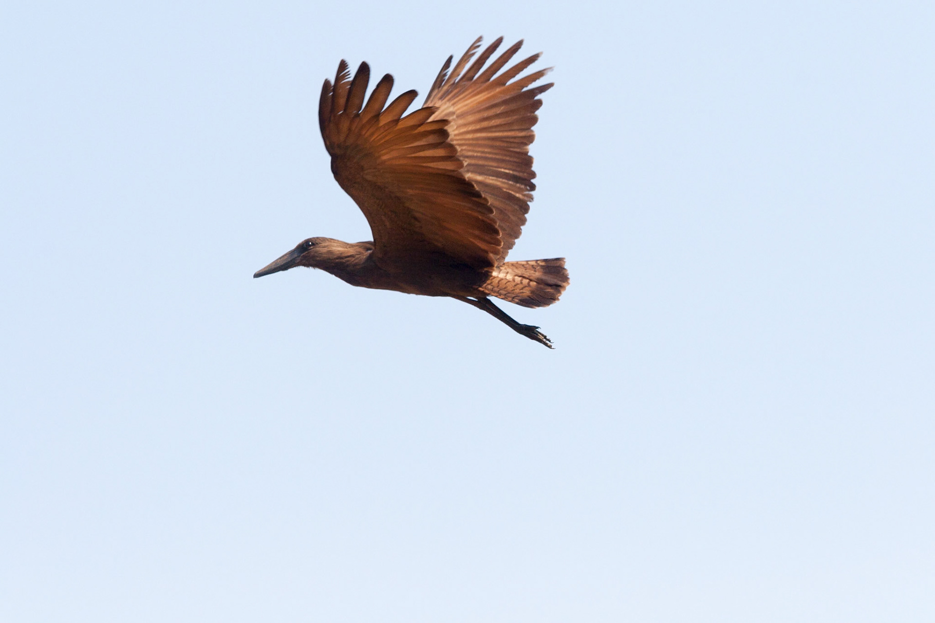 reis Uganda (Arboretum Entebbe)