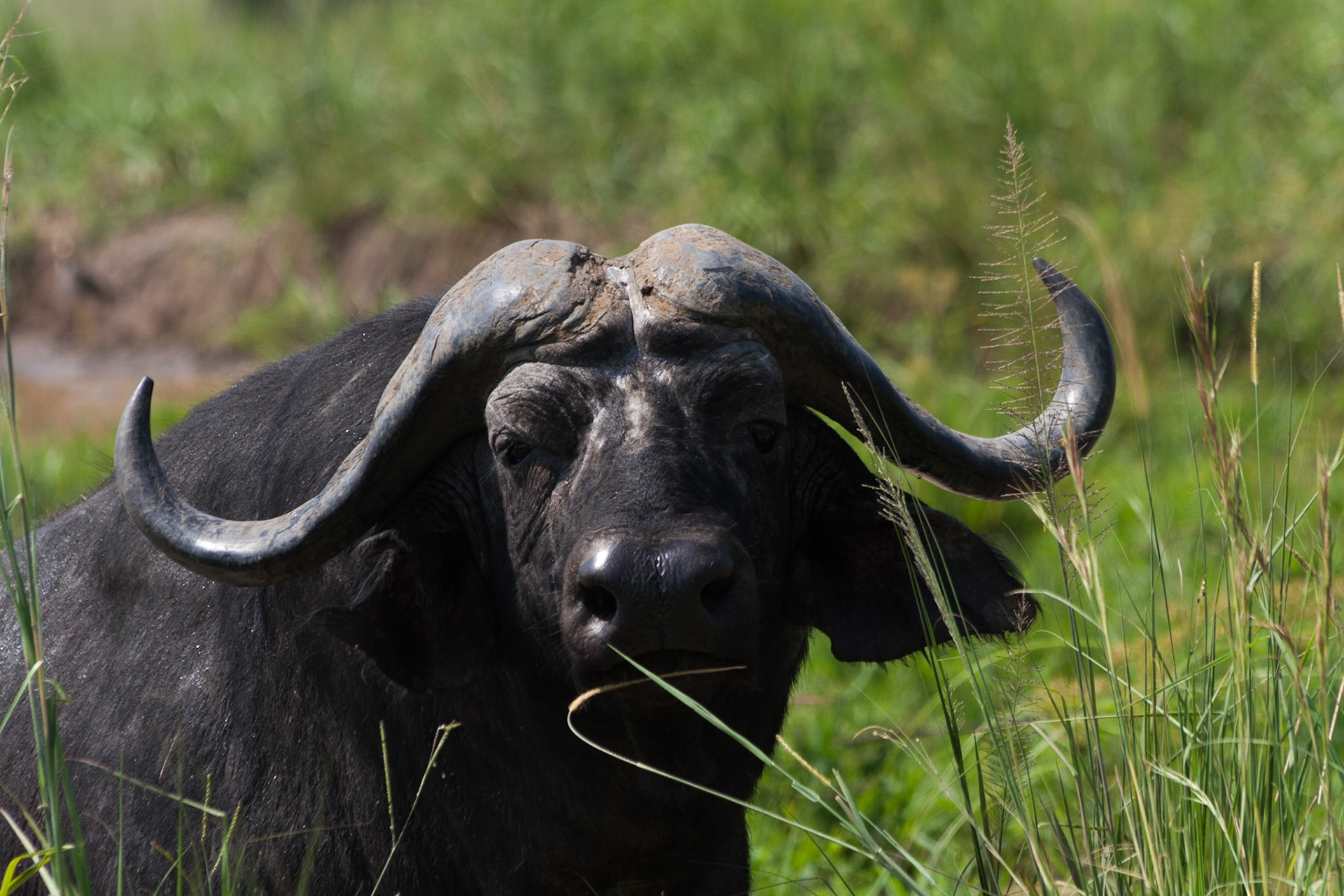reis Uganda Safari bij Murchinson