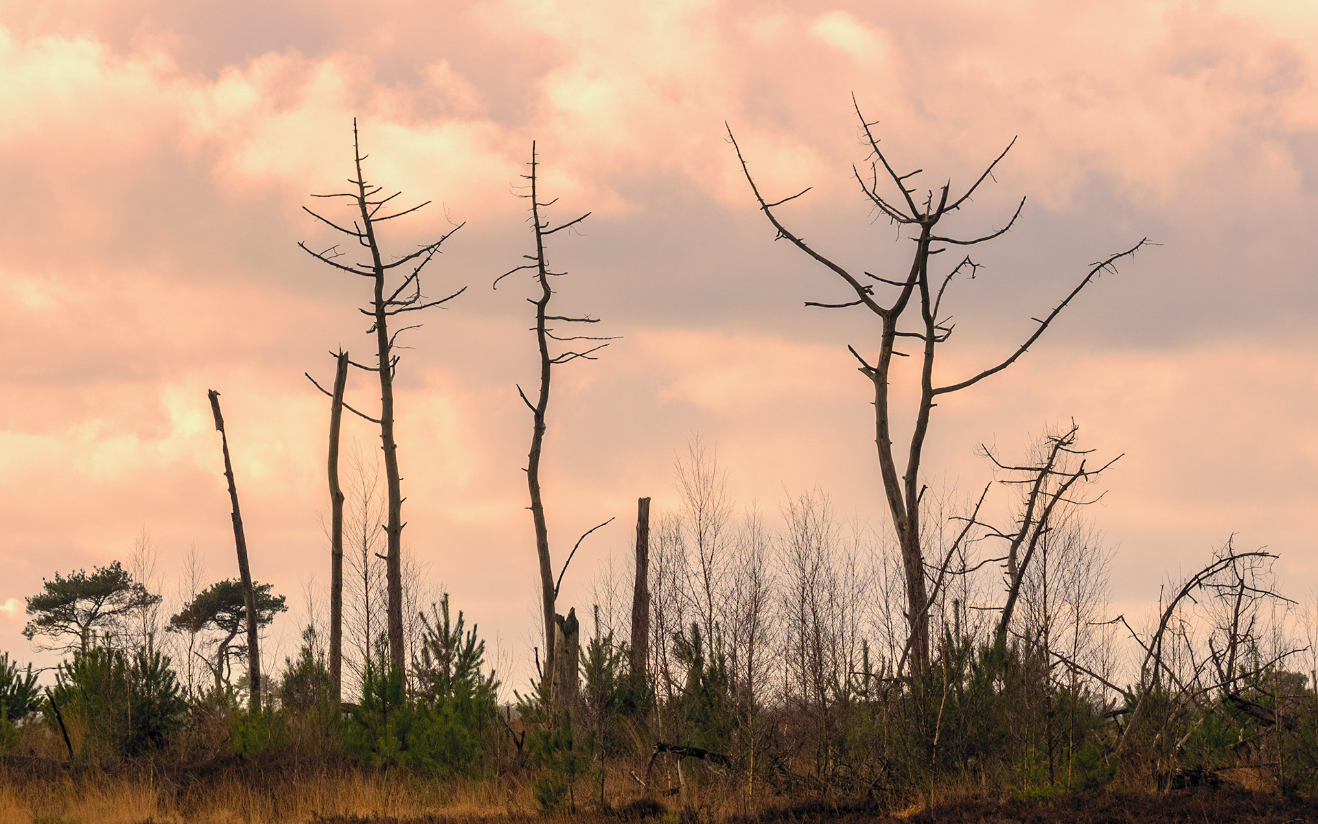 de Kalmthoutse heide