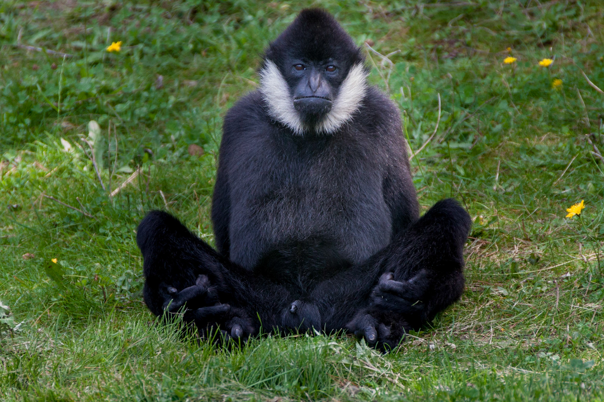 Beekse Bergen