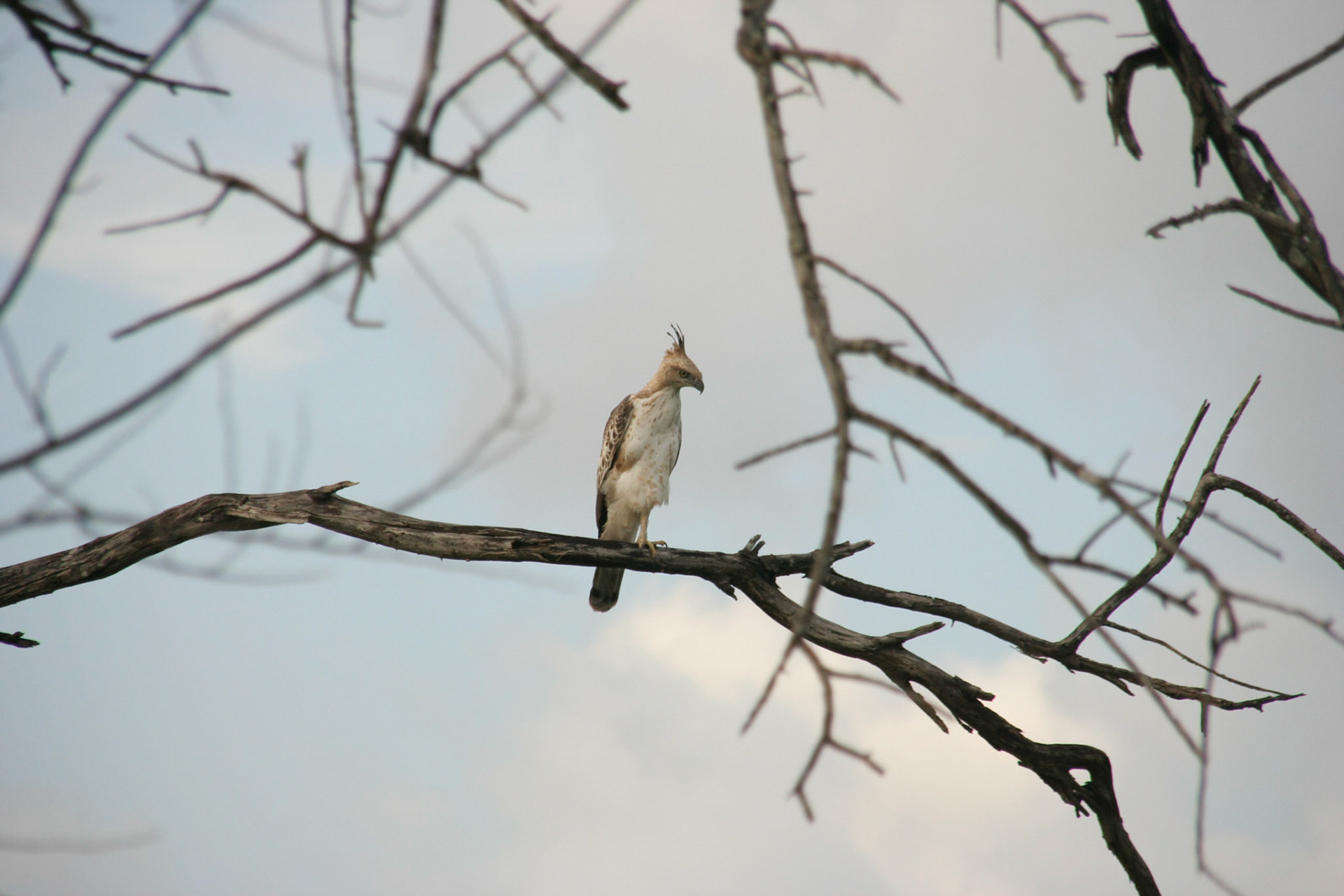 reis Sri Lanka