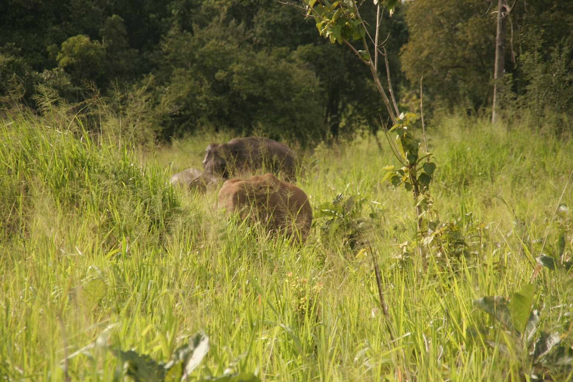 reis Sri Lanka