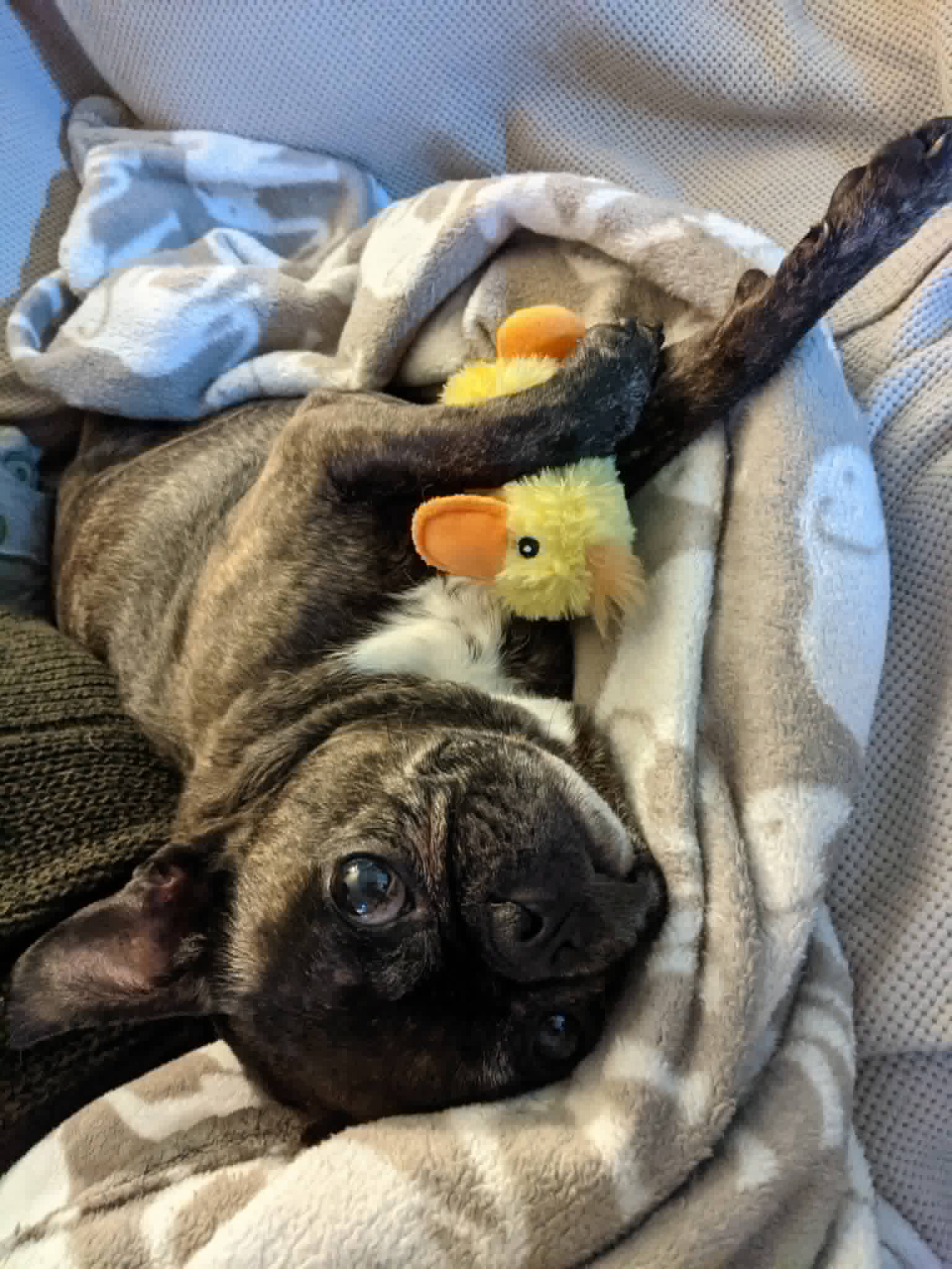 Gus AKA Goose