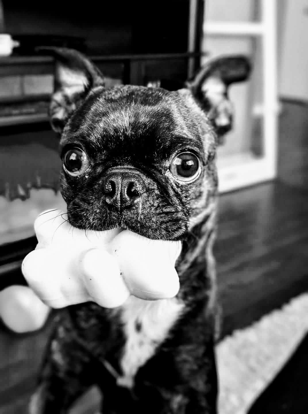 Gus AKA Goose